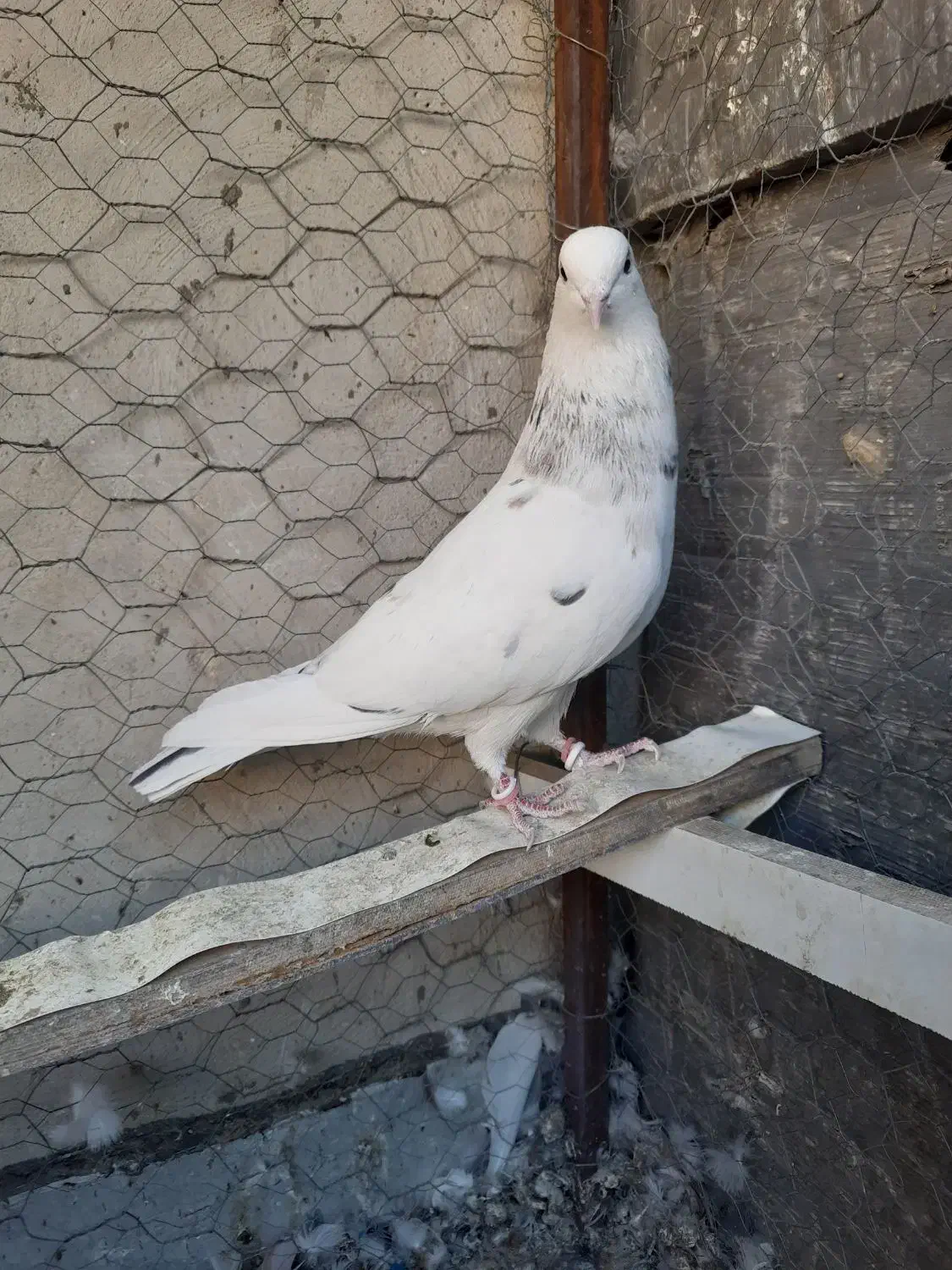 کفتر نر خال پیس|پرنده|شاهین‌شهر, شهرک ردانی پور|دیوار