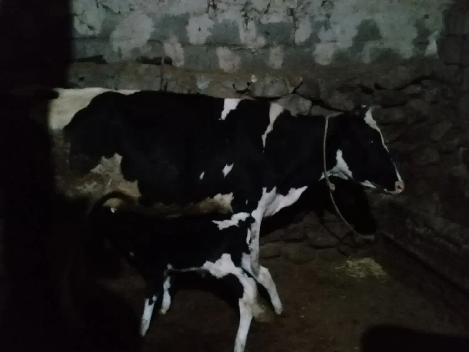 گاو|حیوانات مزرعه|سراب, |دیوار