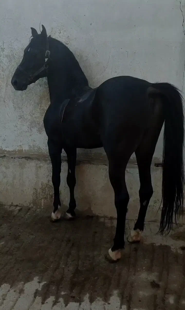 قیماق کرد خالص|اسب و تجهیزات اسب‌سواری|فولادشهر, سایت صنعتی کاوه|دیوار