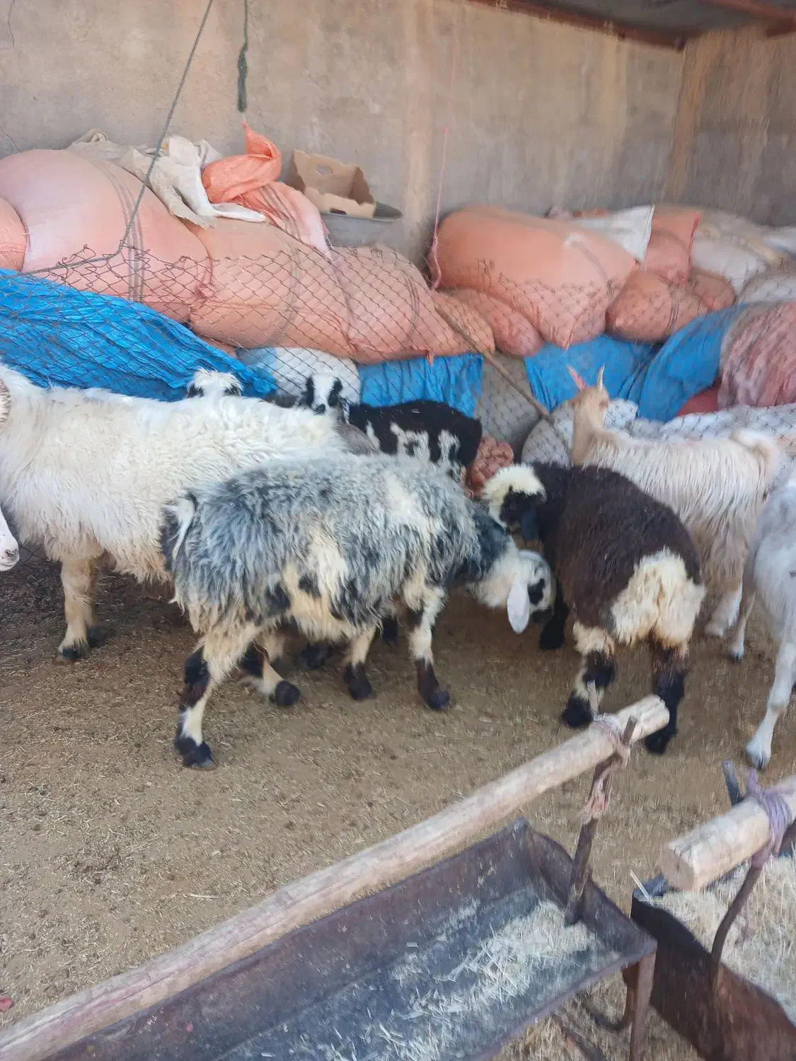 دام زنده|حیوانات مزرعه|آباده, |دیوار