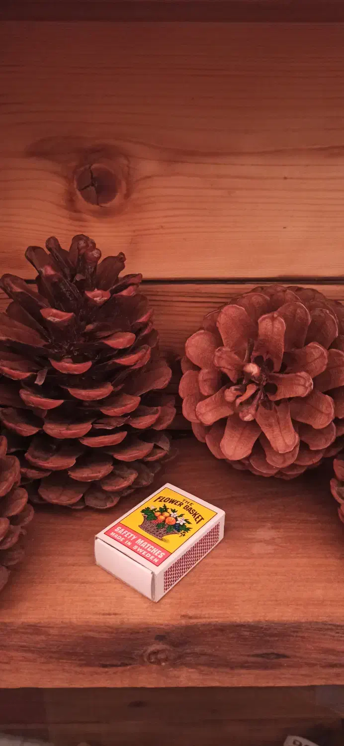 میوه کاج|خوردنی و آشامیدنی|مشکین‌دشت, |دیوار