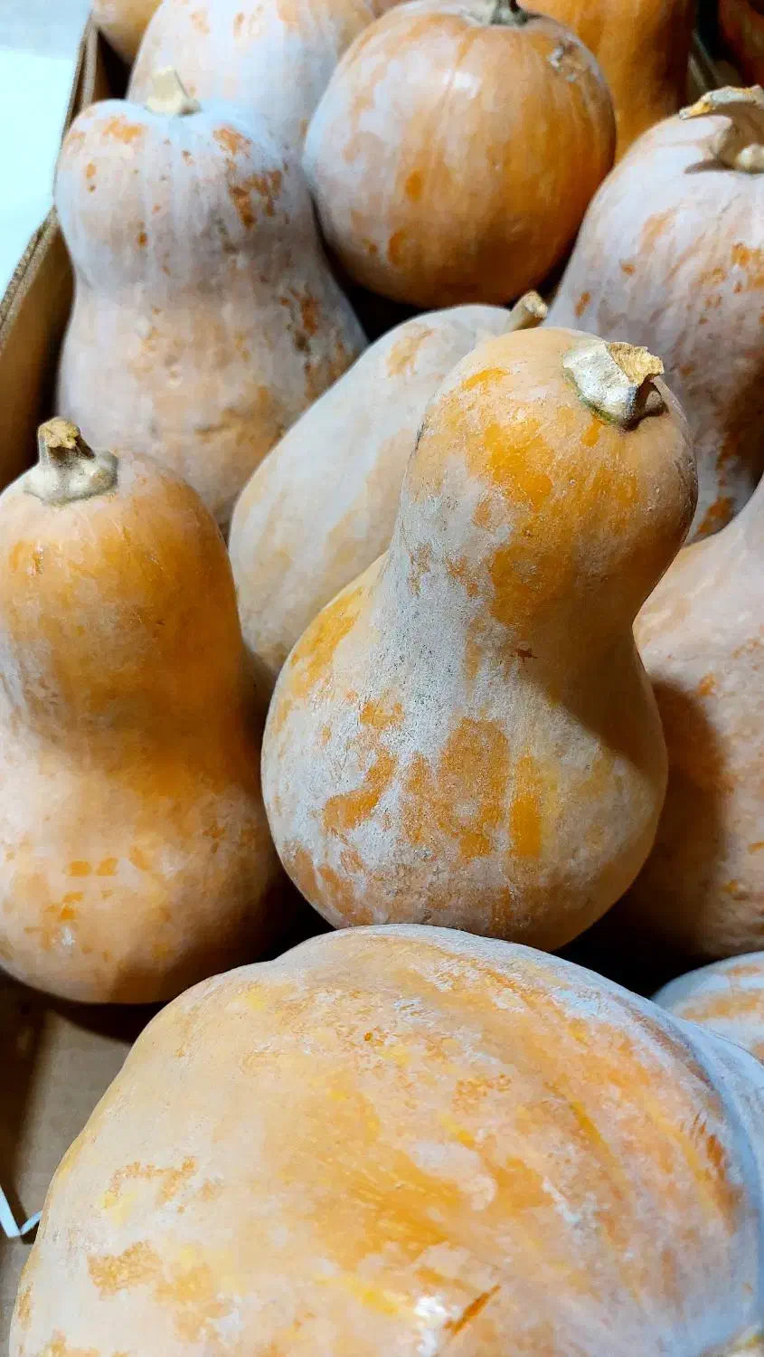 کدو حلوایی شیرین + هایپر میوه گلچین|خوردنی و آشامیدنی|شاهدشهر, |دیوار