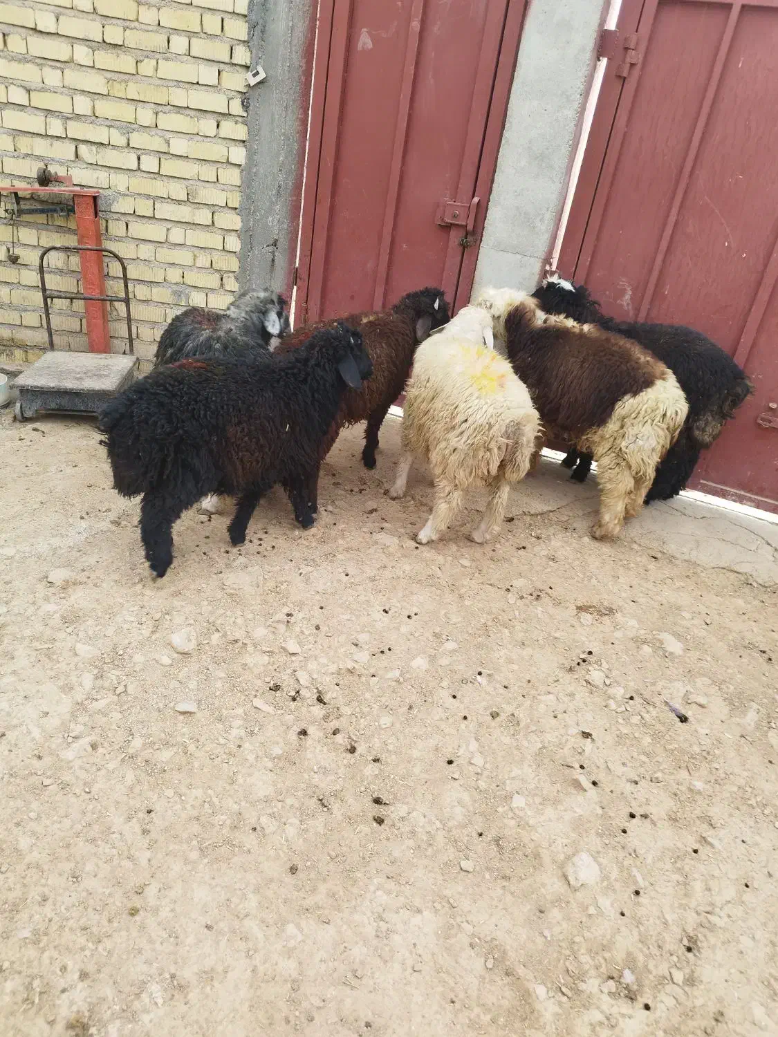 بره نر پرواری|حیوانات مزرعه|مرودشت, زنگی آباد|دیوار