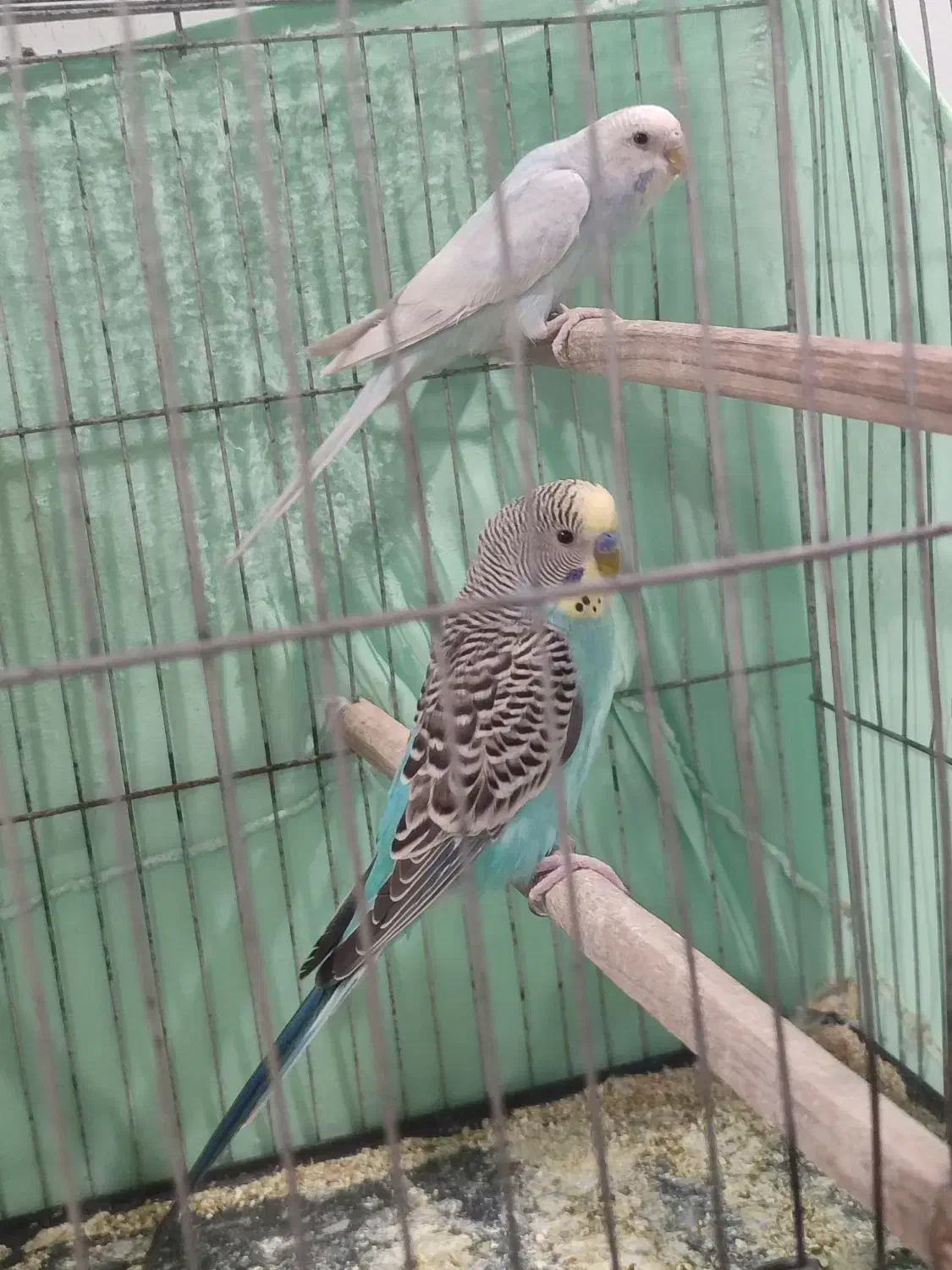 مرغ عشق مولد|پرنده|رودهن, |دیوار