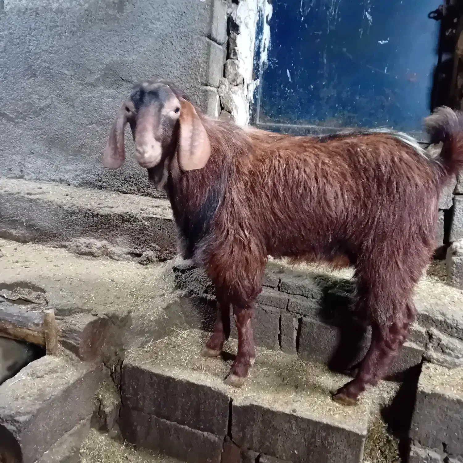 بزغاله|حیوانات مزرعه|امام, |دیوار