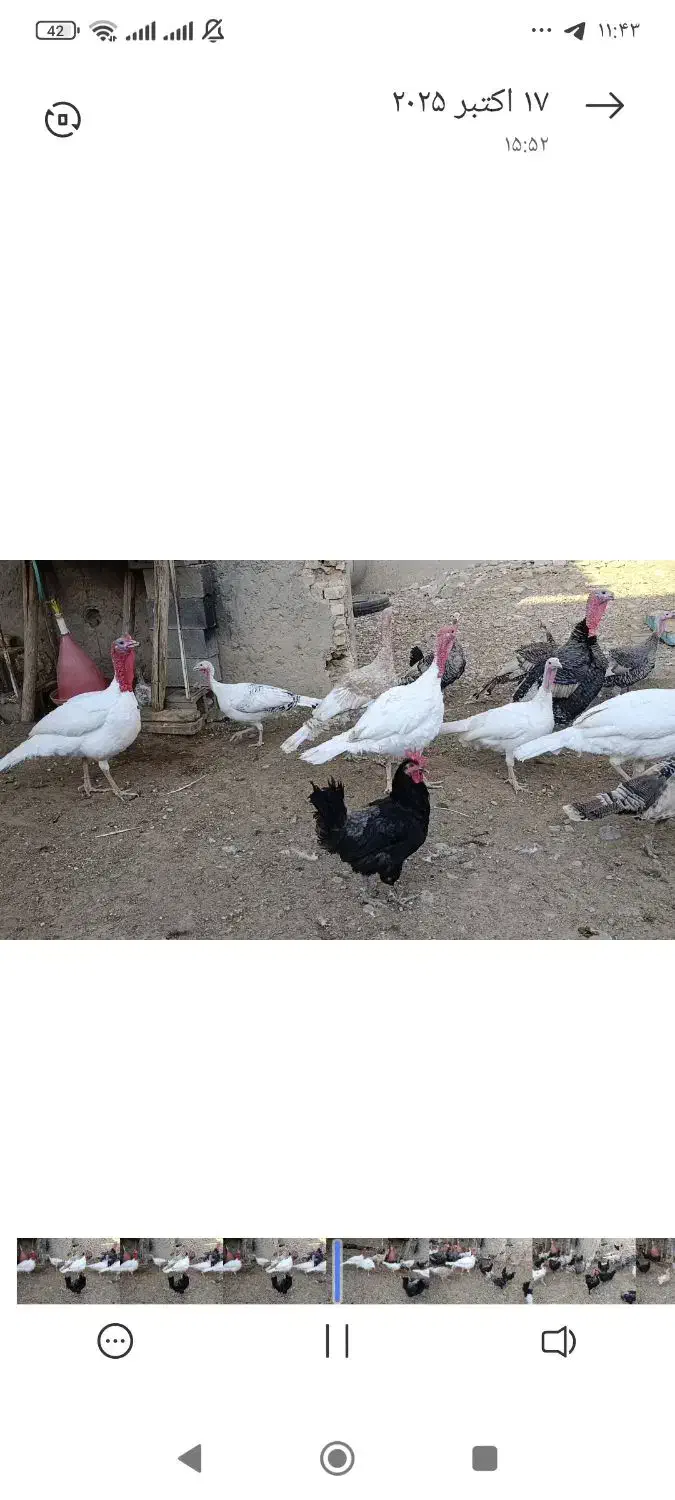 فروش بوقلمون|حیوانات مزرعه|فسا, |دیوار