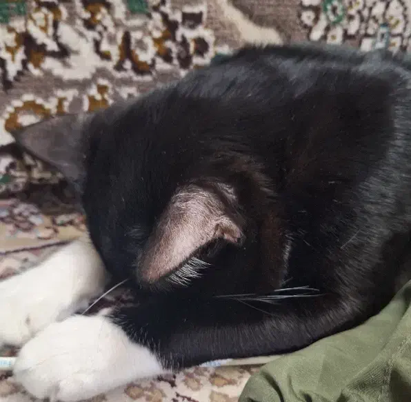 گربه تاکسی|گربه|قم, شهر قائم|دیوار