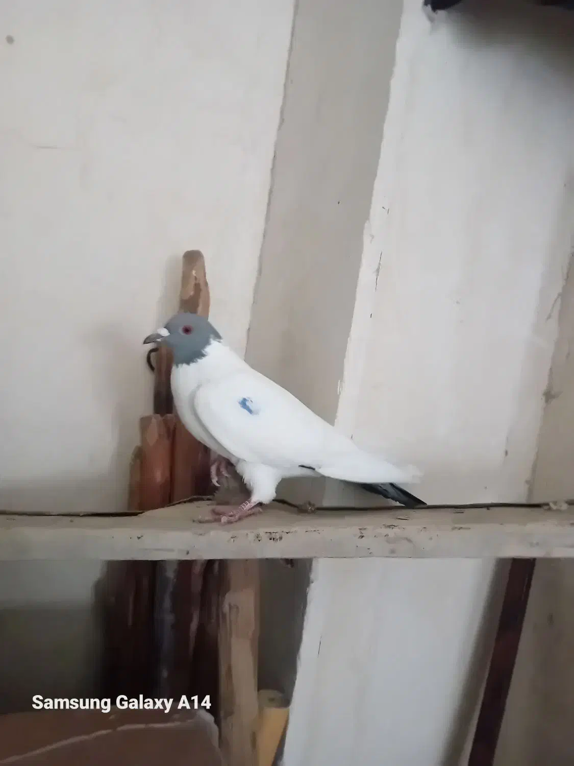 کبوتر ماده|پرنده|اردبیل, |دیوار