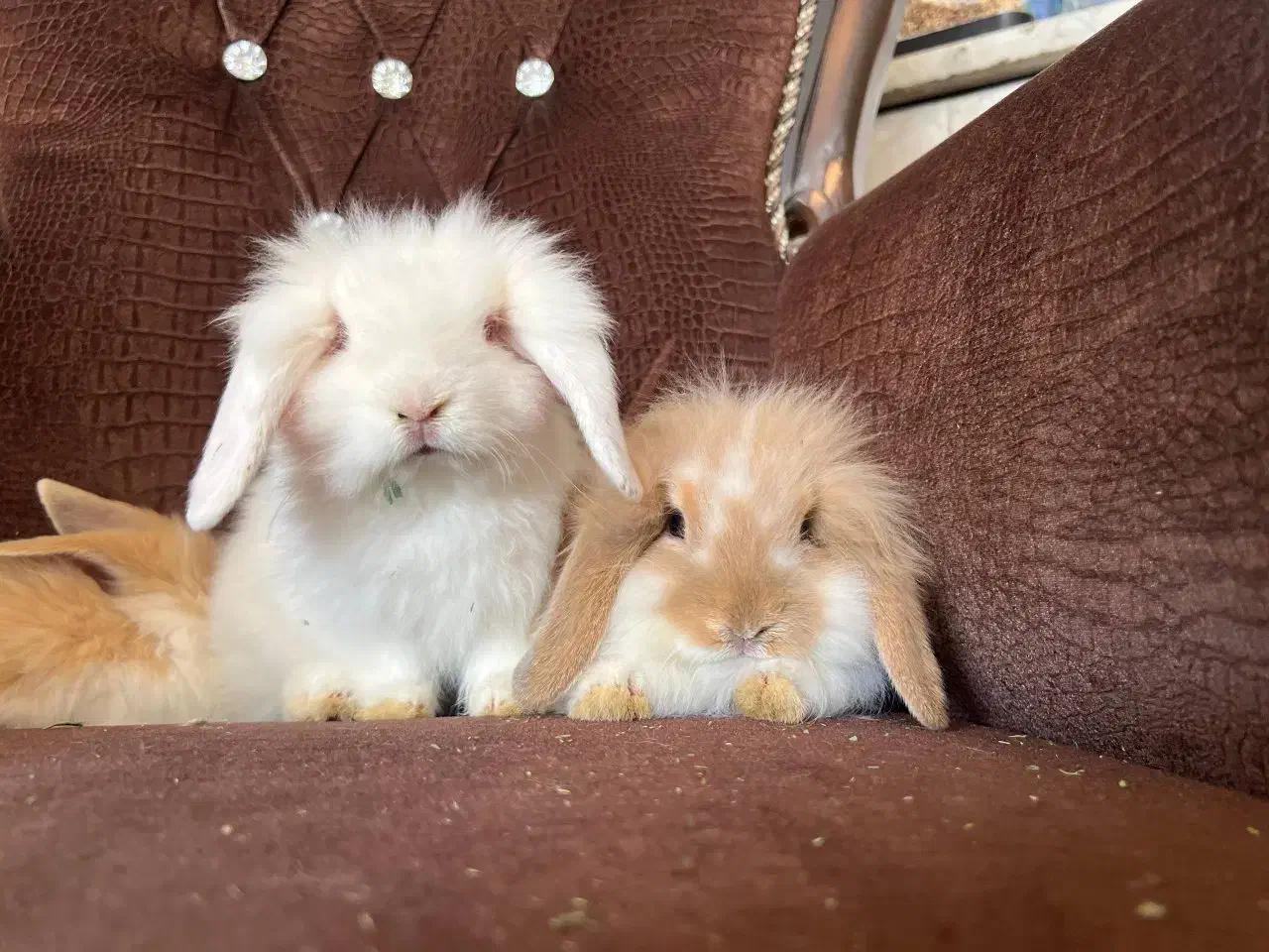 تعدادی خرگوش لوپ اصیل|موش و خرگوش|خمینی‌شهر, |دیوار