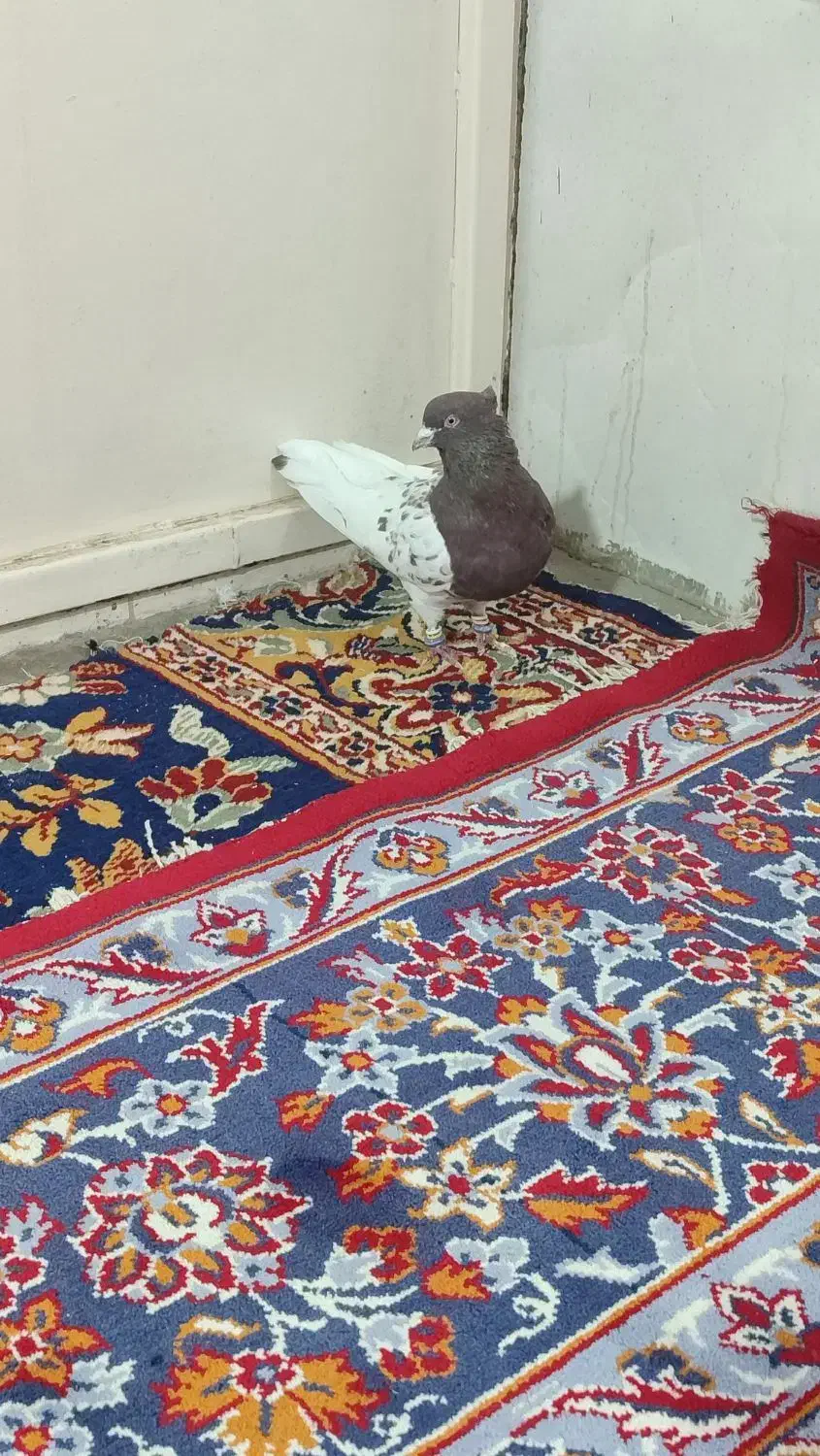 کبوتر|پرنده|بروجرد, |دیوار