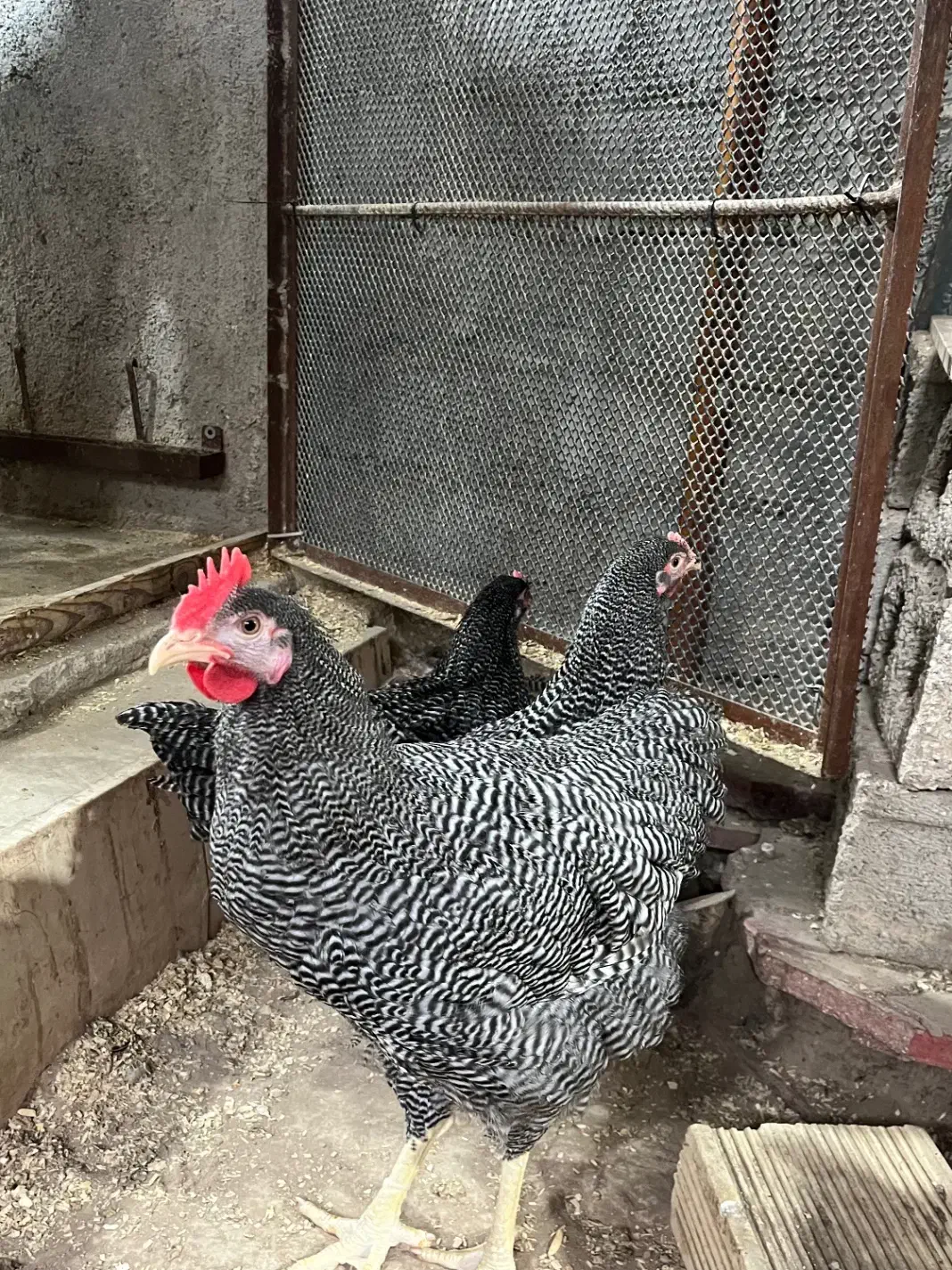 یک جفت نیمچه پلی موت راک|حیوانات مزرعه|اهواز, شهرک نفت|دیوار