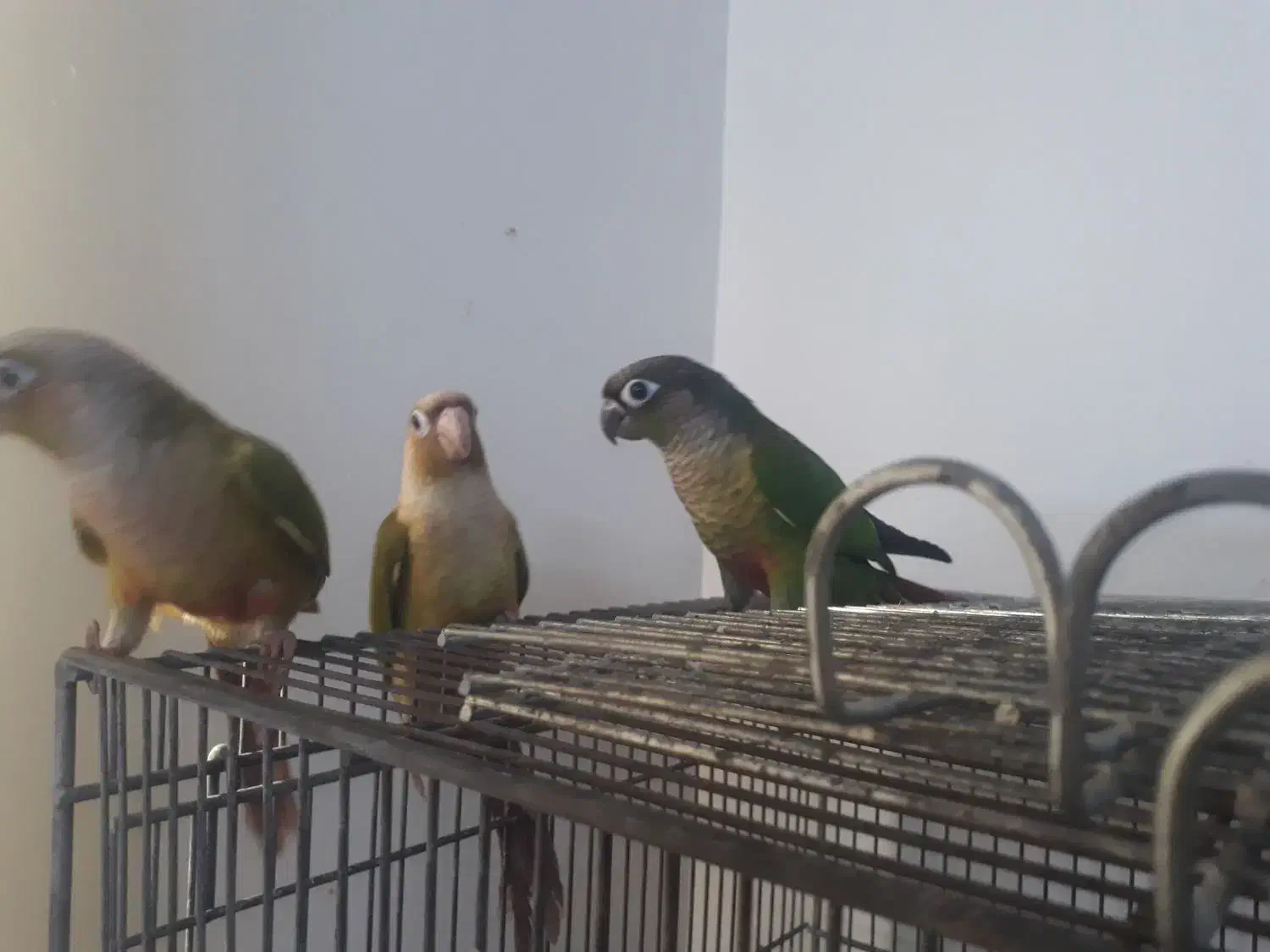 جوجه گیرینچک تازه دون خور شده رام|پرنده|ری, شهادت|دیوار