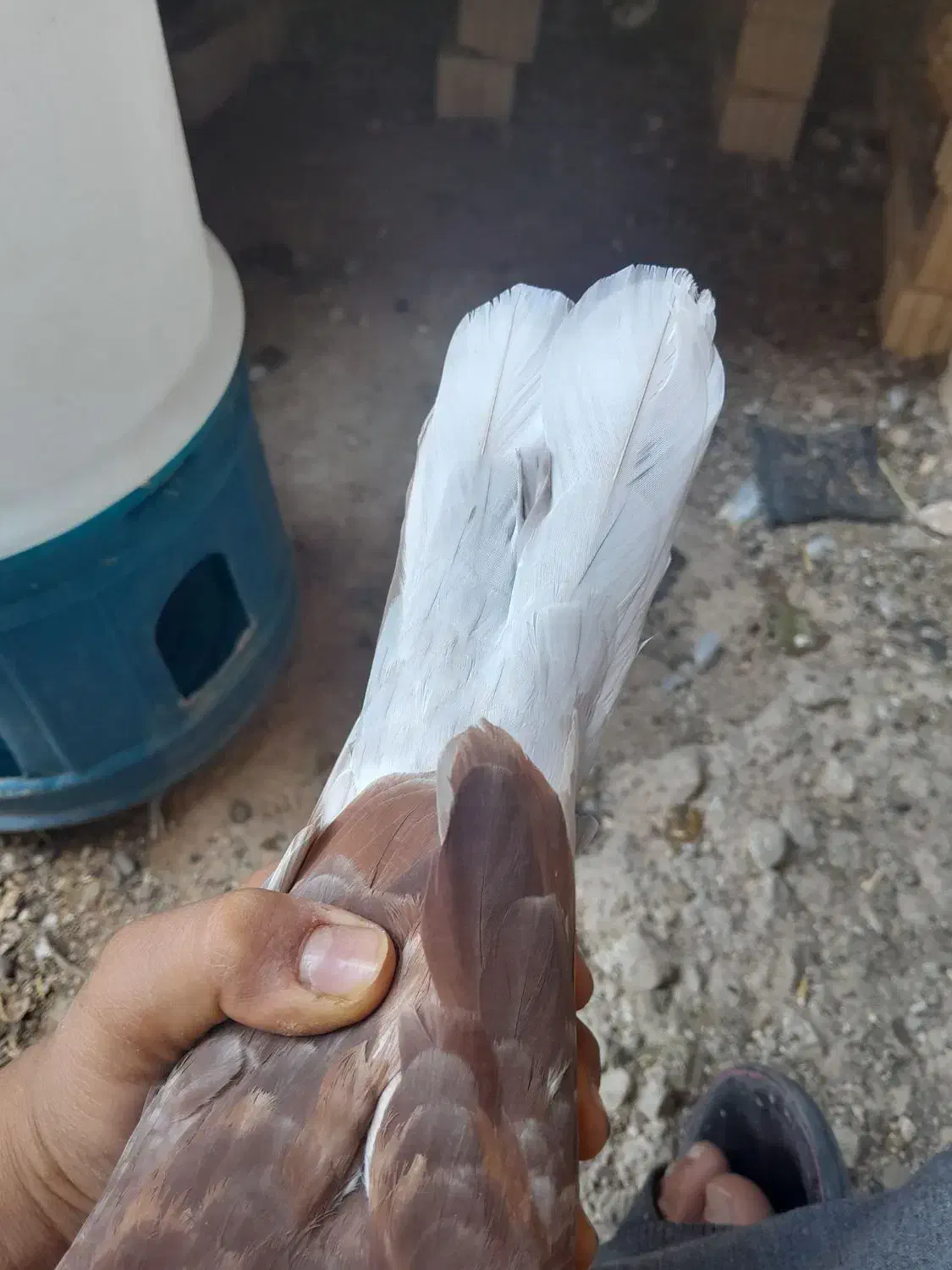 کبوتر|پرنده|کوه چنار, |دیوار