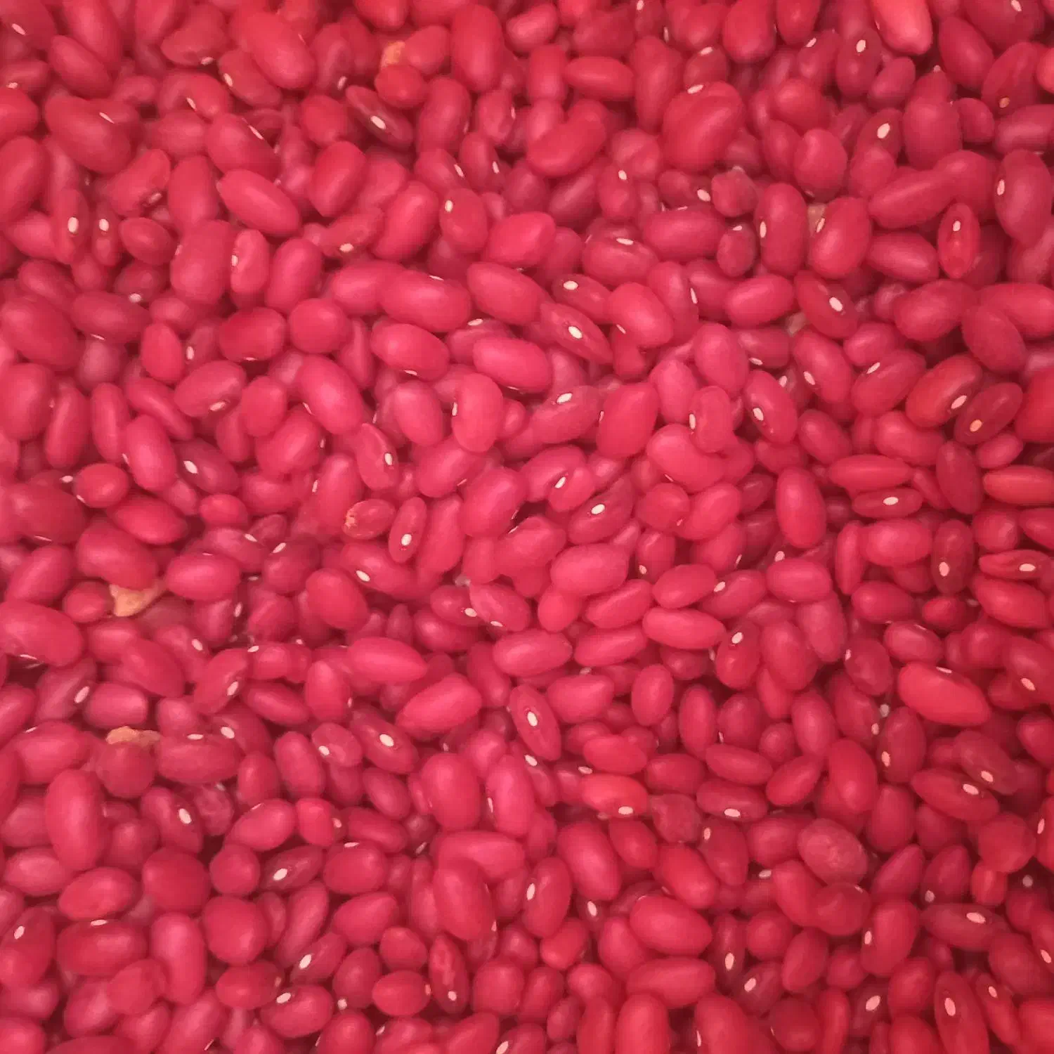 لوبیا قرمز مستقیم از کشاورز برای بذر هم عالی است|خوردنی و آشامیدنی|آوج, |دیوار