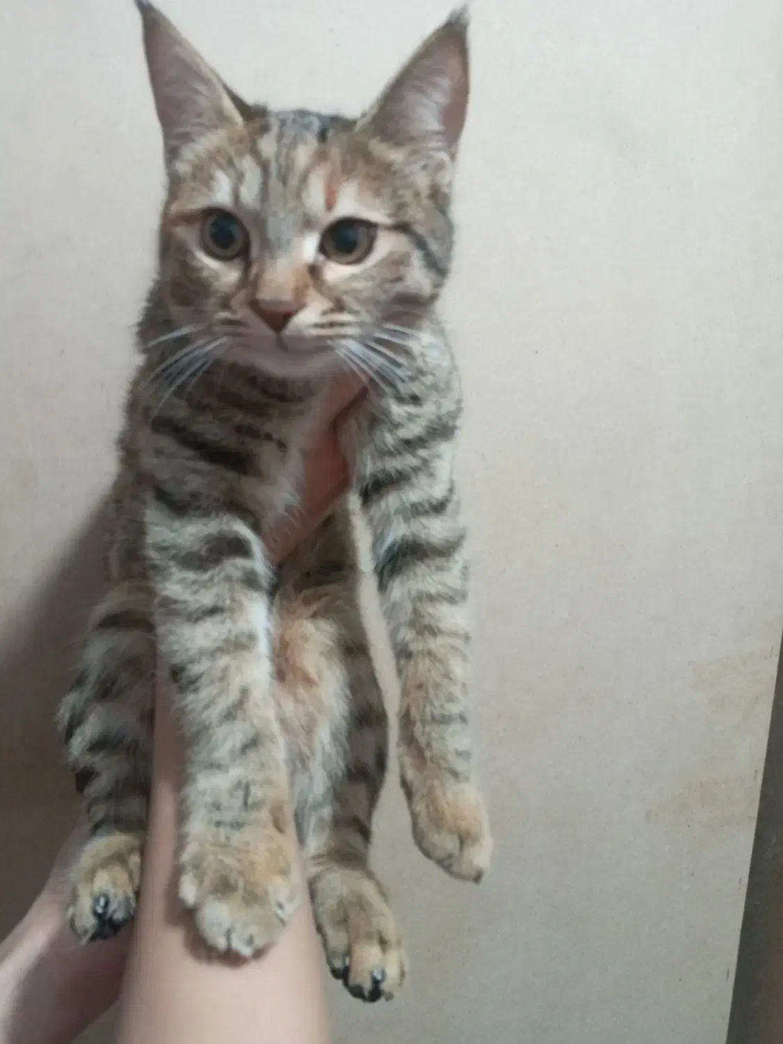 گربه خانگی|گربه|رفسنجان, |دیوار