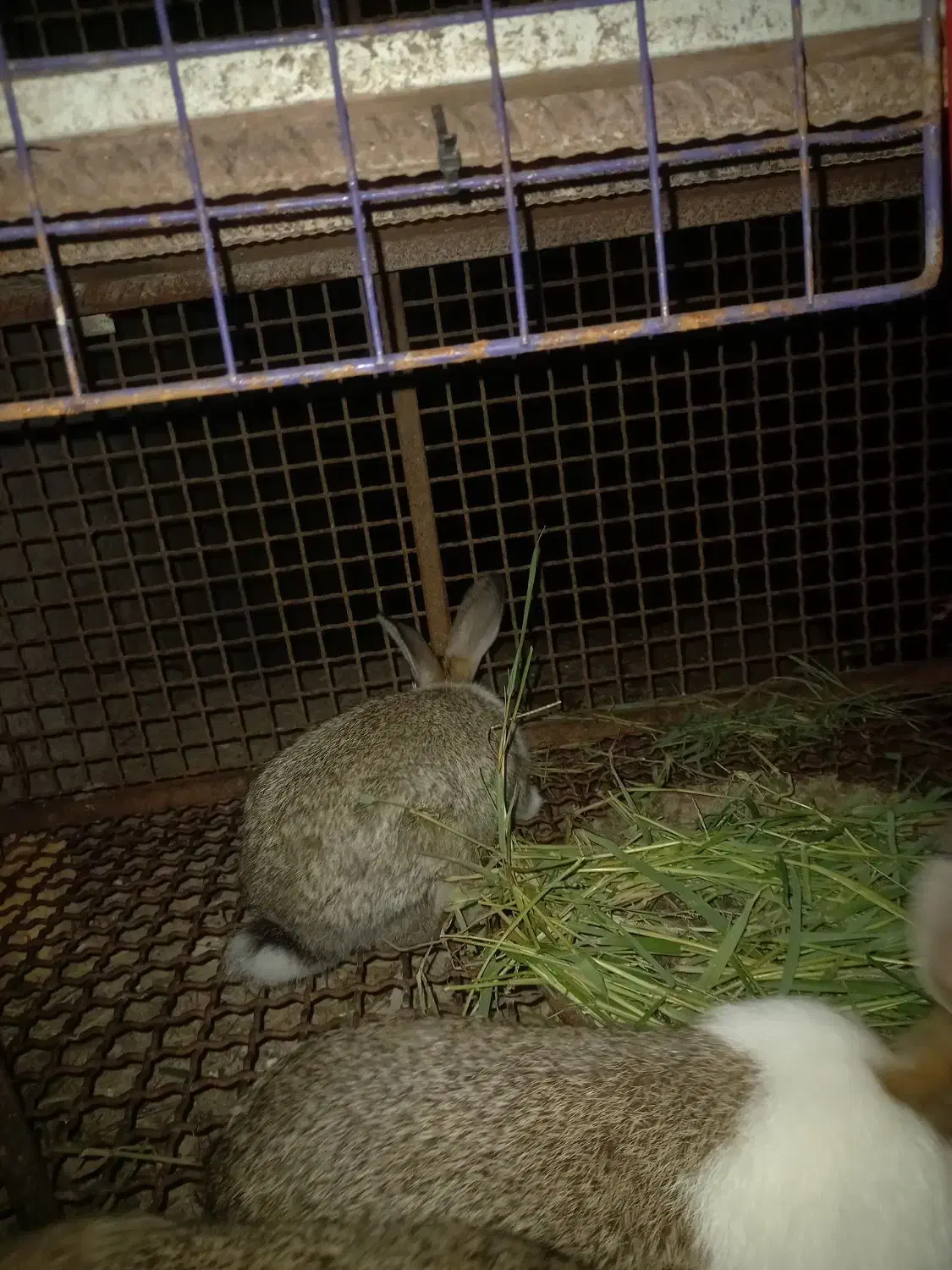 خرگوش|موش و خرگوش|رستم‌آباد, |دیوار