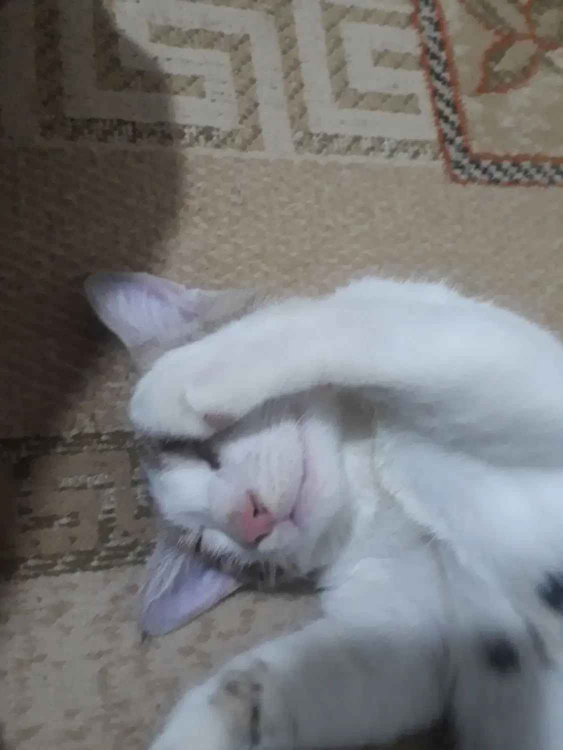 گربه|گربه|سنندج, |دیوار