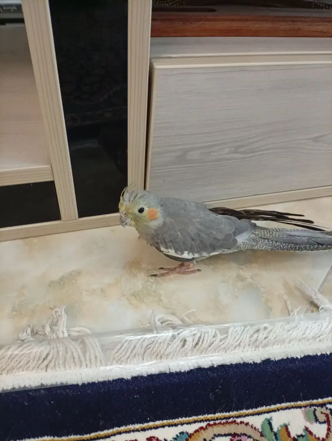 عروس هلندی مولد|پرنده|تهران, جلیلی|دیوار