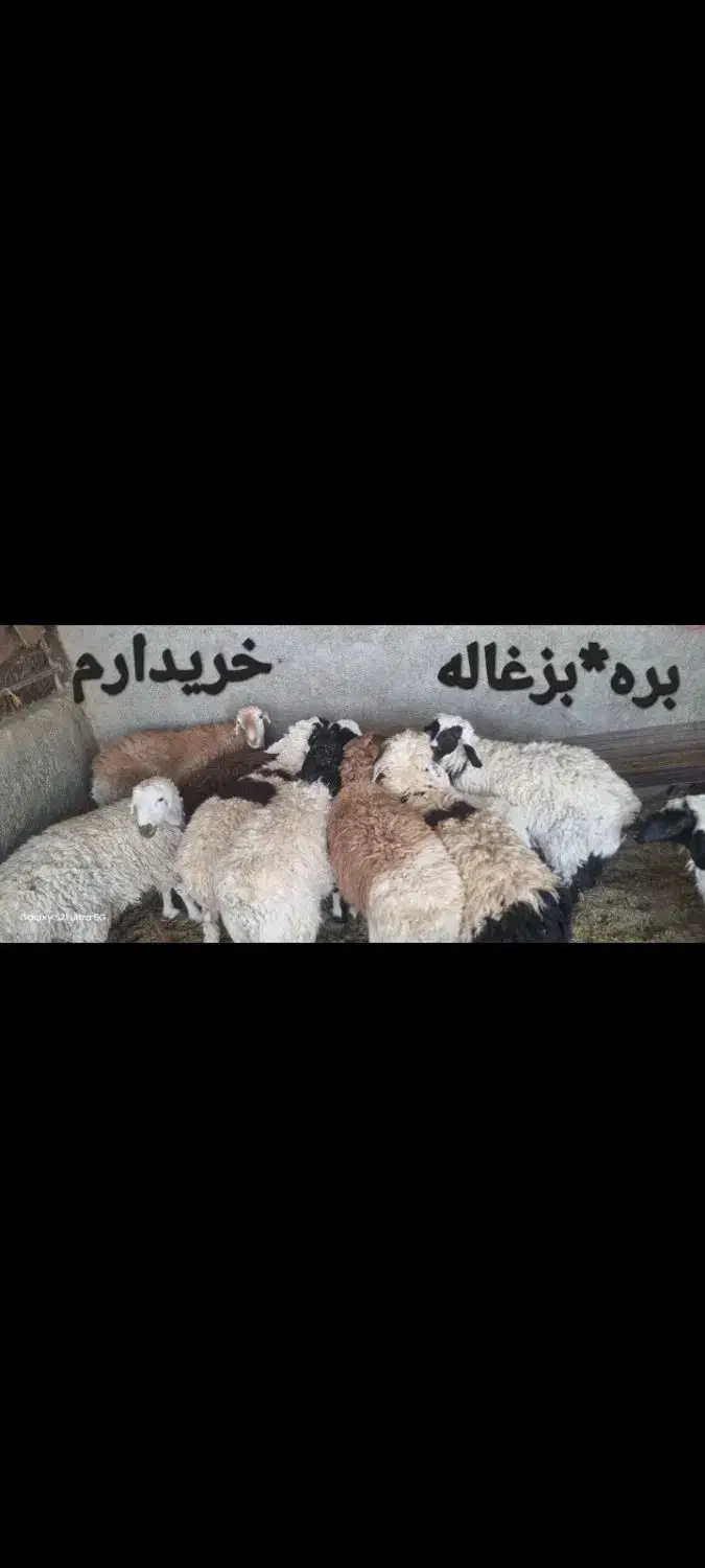 بره و بزغاله|حیوانات مزرعه|بیرجند, |دیوار