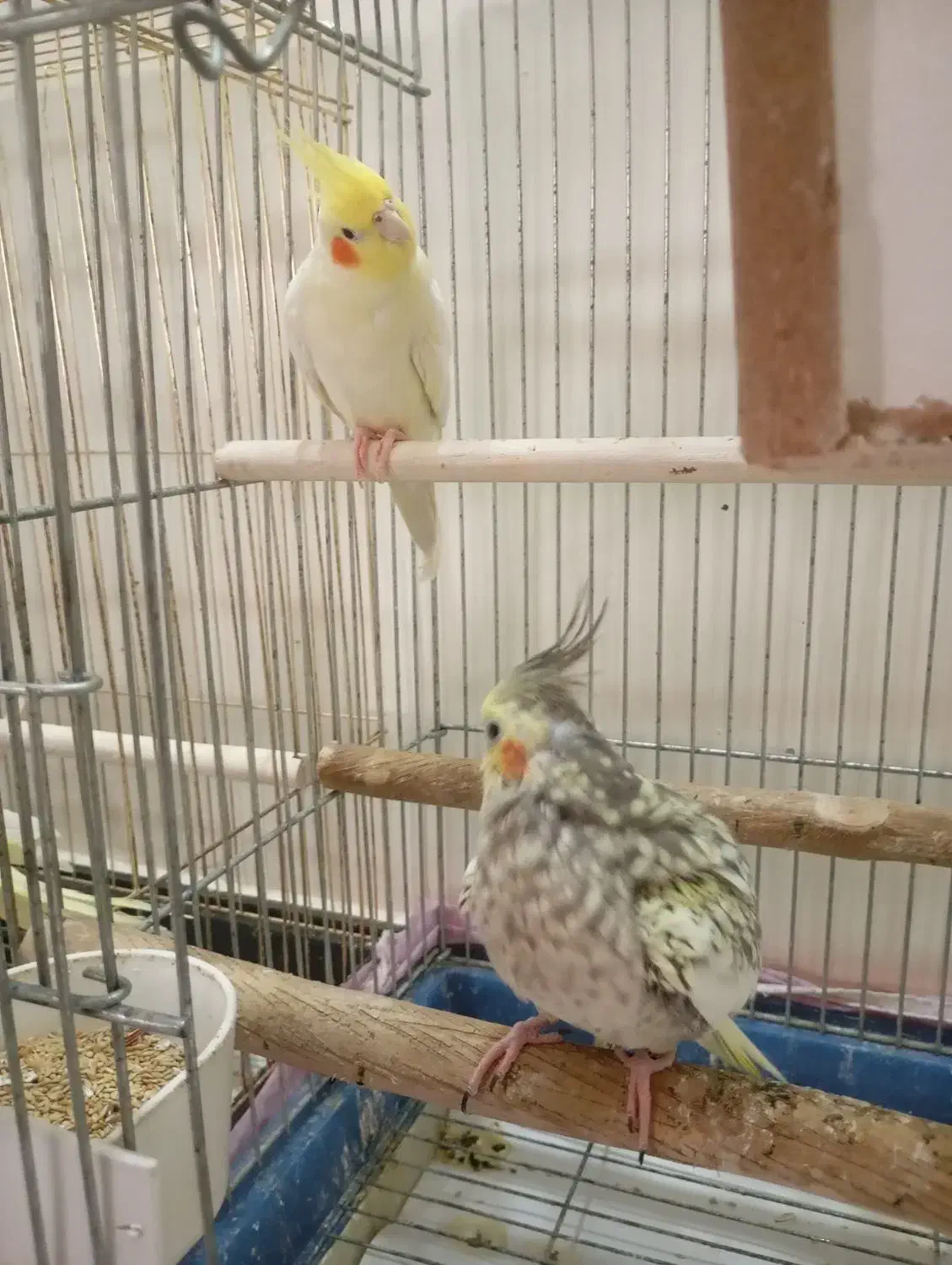 یک جفت عروس هلندی مولد جوجه بده|پرنده|تهران, یافت‌آباد|دیوار