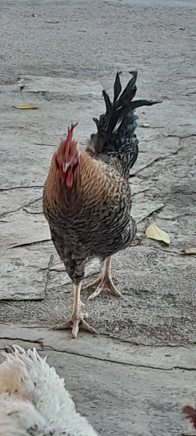 خروس|حیوانات مزرعه|فلارد, |دیوار