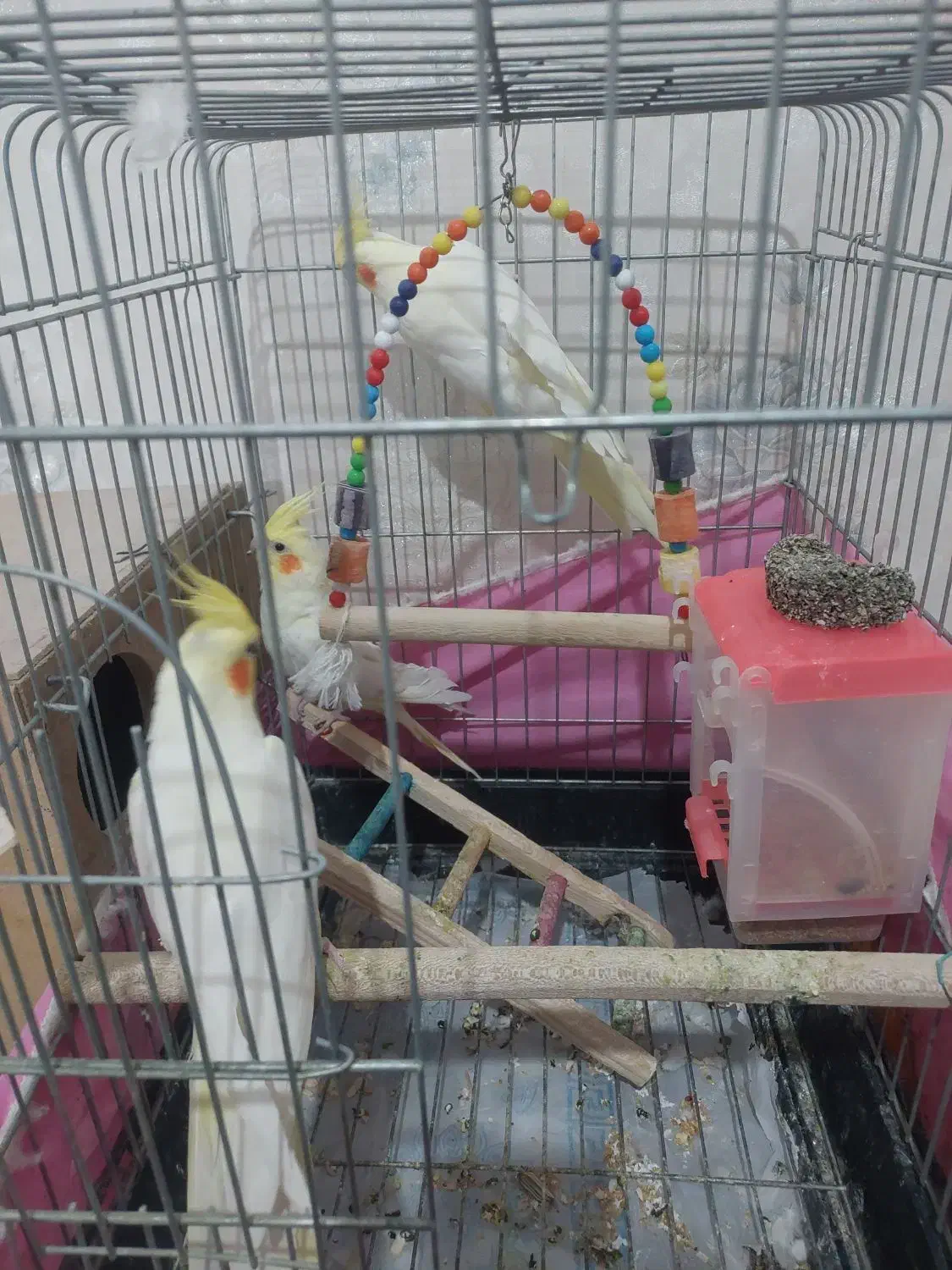 عروس هلندی بالغ|پرنده|نسیمشهر, |دیوار