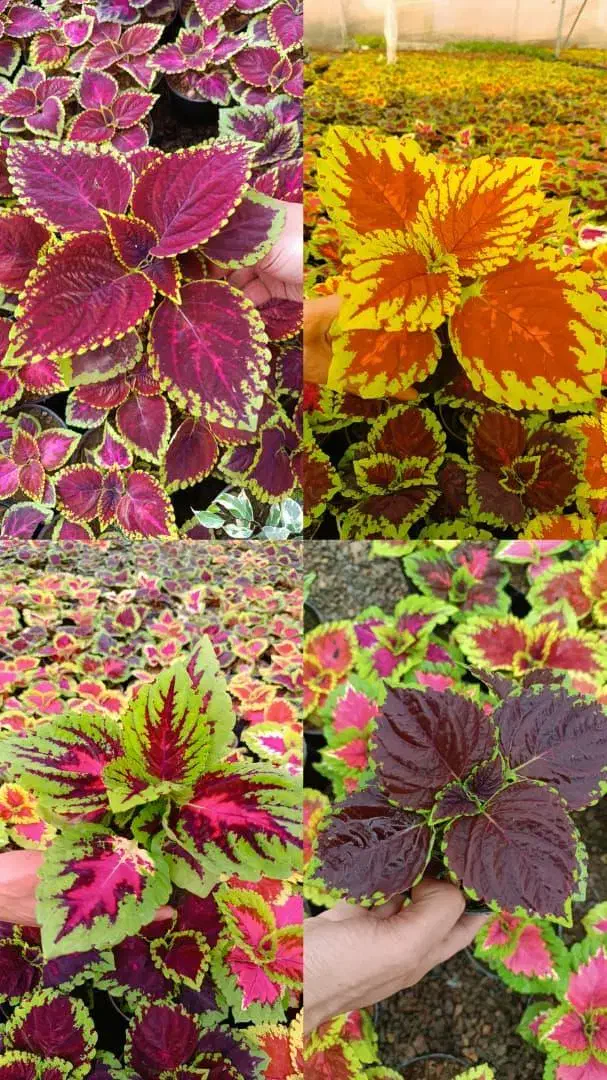 انواع حسن یوسف برگ پهن و برگ ریز|گل و گیاه طبیعی|محلات, |دیوار