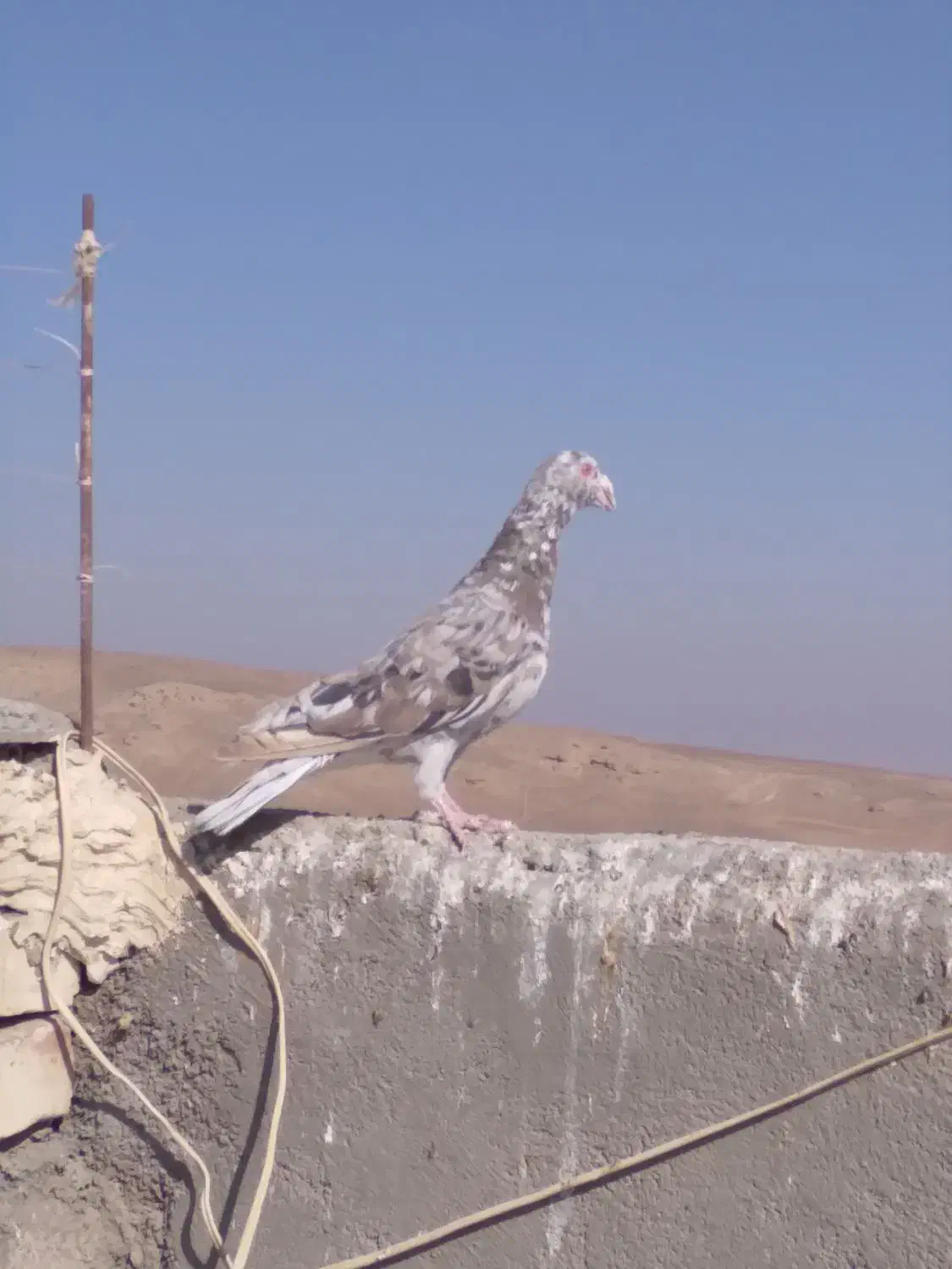 سرورشکلاتی|پرنده|تربت جام, میان جام|دیوار