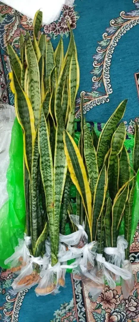 سانسوریا فقط 50هزار|گل و گیاه طبیعی|زابل, |دیوار