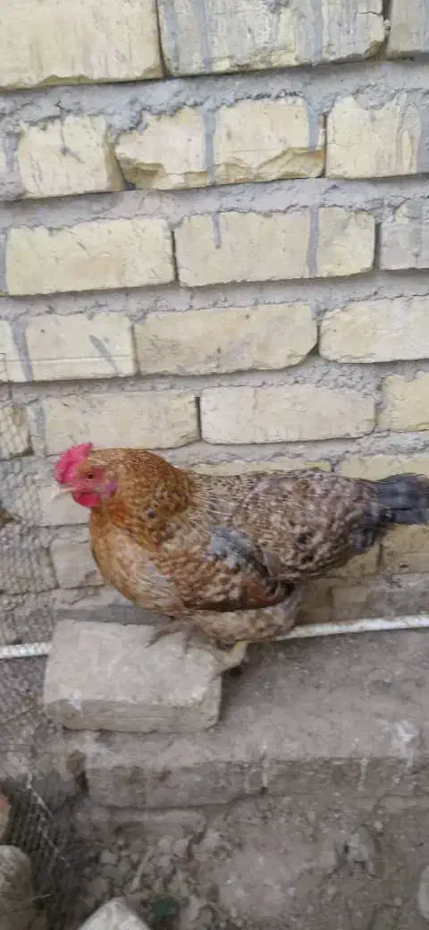 مرغ تخم گذار|حیوانات مزرعه|شیراز, ماه فیروزان|دیوار