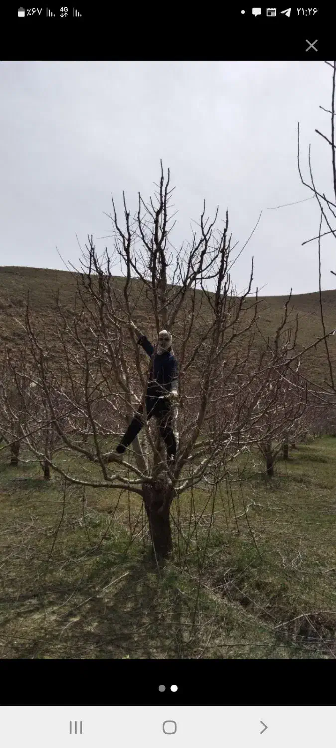 هرس درختان|خدمات باغبانی و درختکاری|خرم‌آباد, |دیوار