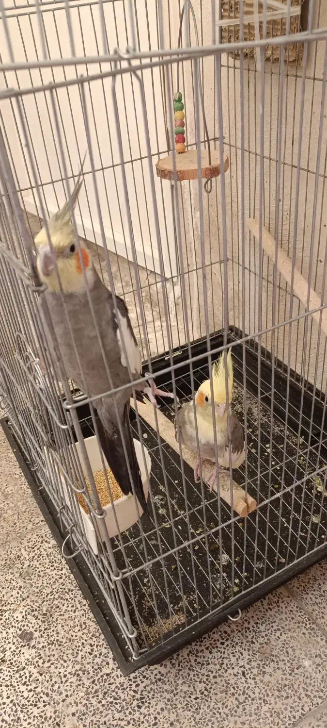 عروس هلندی جفت|پرنده|پاکدشت, پاکدشت (مامازند)|دیوار