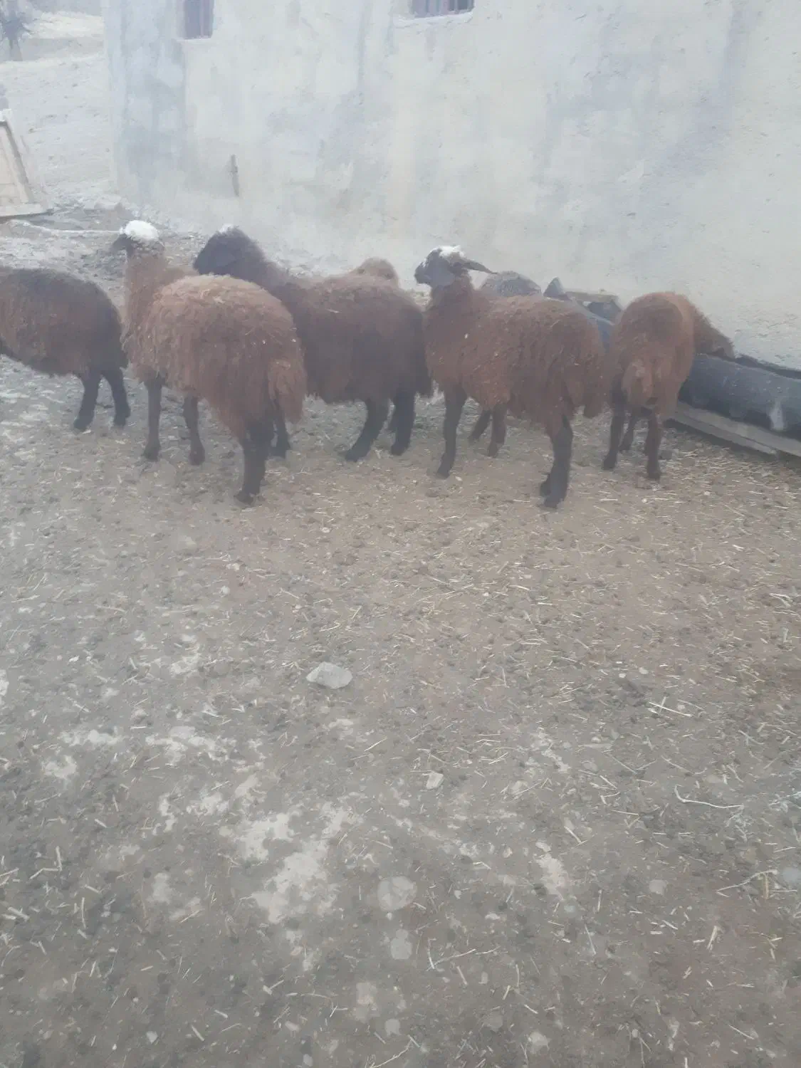 بره (نرو ماده )۷ رس|حیوانات مزرعه|عنبران, |دیوار