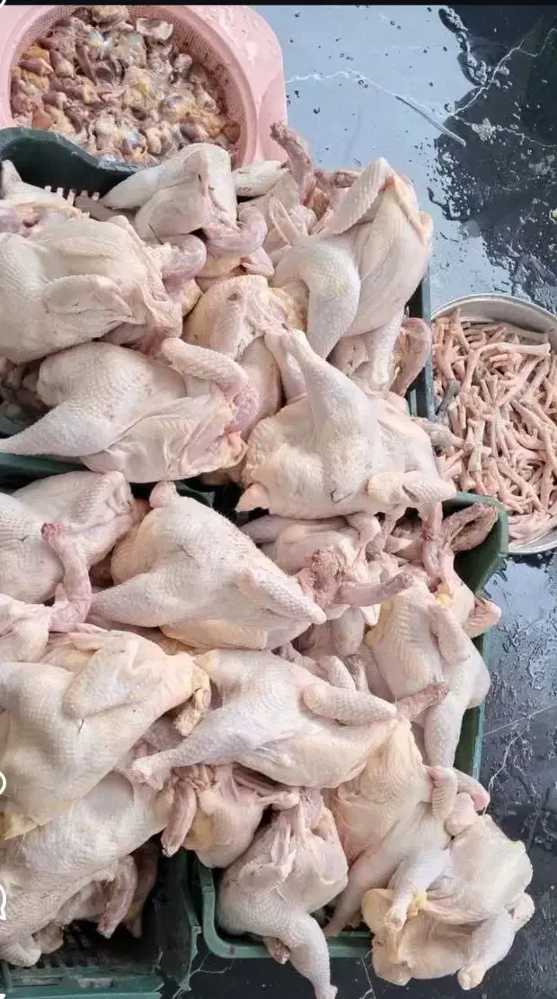 مرغ محلی|حیوانات مزرعه|هندیجان, |دیوار