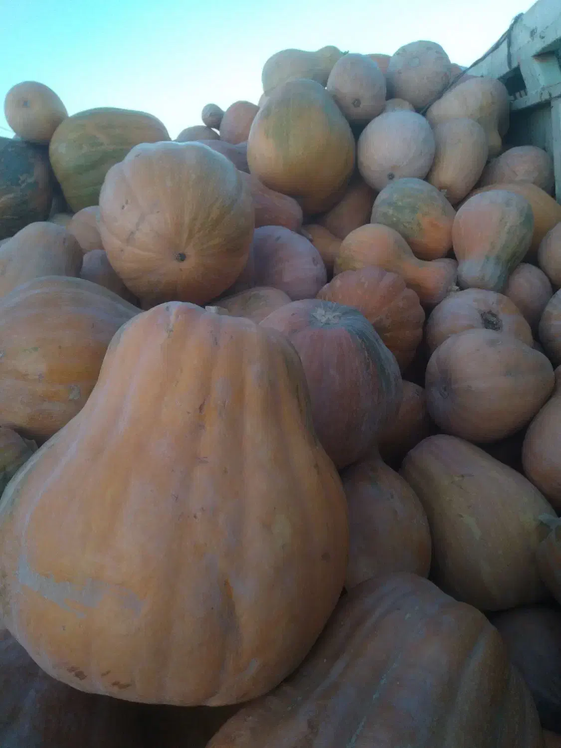 کدو  حلوای ننح|خوردنی و آشامیدنی|مشگین شهر, |دیوار