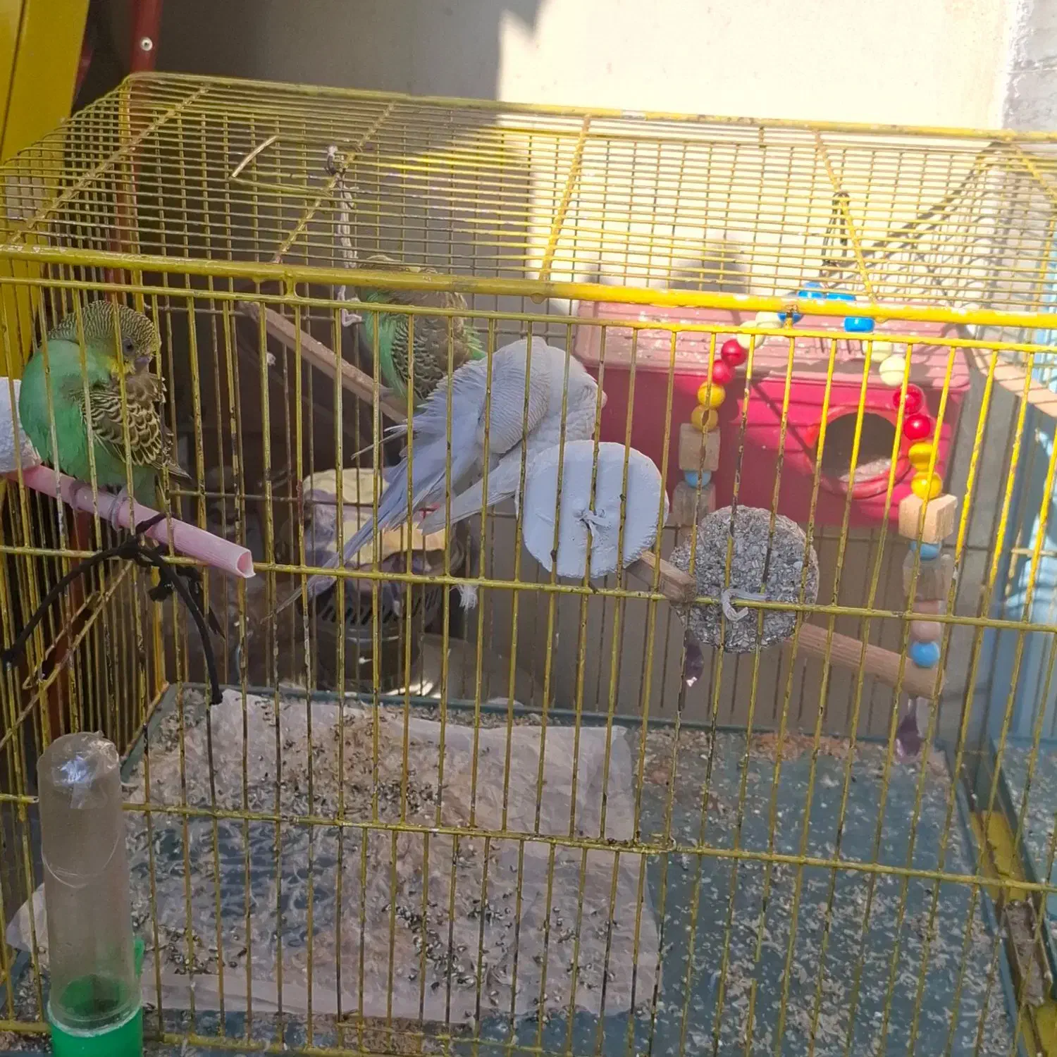 دو جفت مرغ عشق و یک عدد قناری ماده آماده|پرنده|خوی, |دیوار