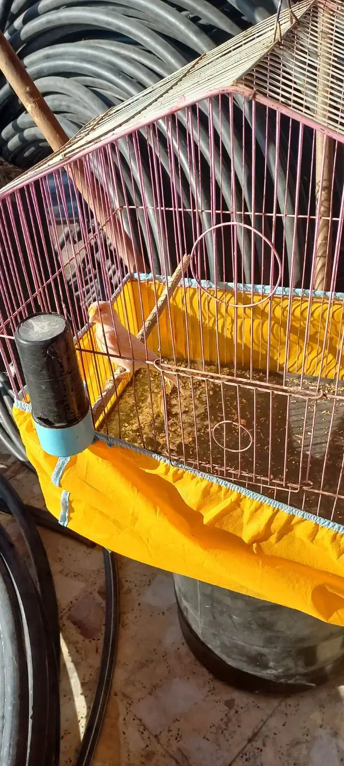 شهرستان حمیدیه|پرنده|حمیدیه, |دیوار