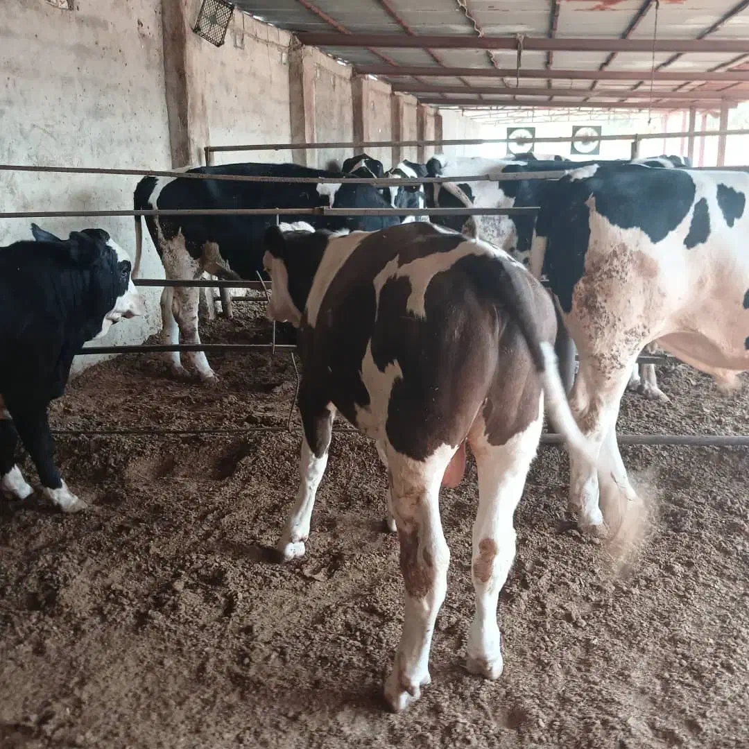 نیازمند کارگر گاوداری|استخدام صنعتی، فنی، مهندسی|فیروزآباد (فارس), |دیوار