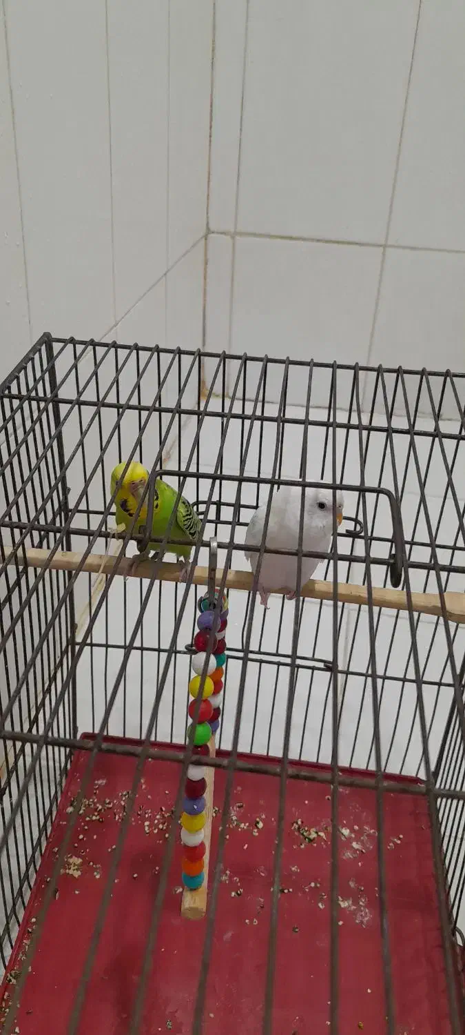 مرغ عشق دو جفت من شرایط نگهداریشو ندارم|پرنده|ملارد, |دیوار