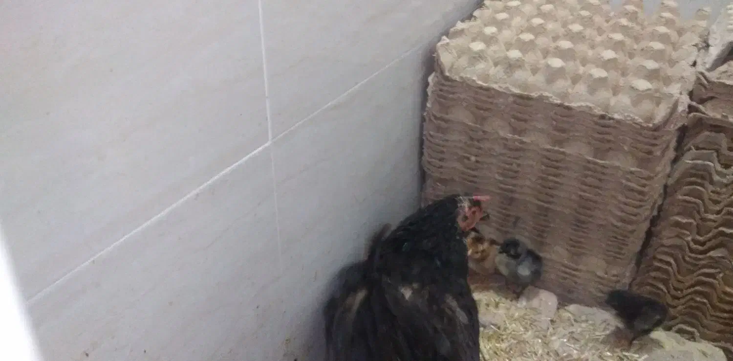 مرغ کرچ همراه با جوجه|حیوانات مزرعه|دلیجان, |دیوار