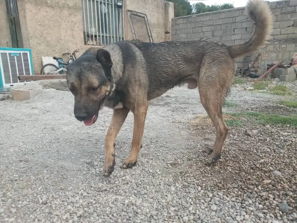 سگ سرابی|سگ|سیروان, |دیوار