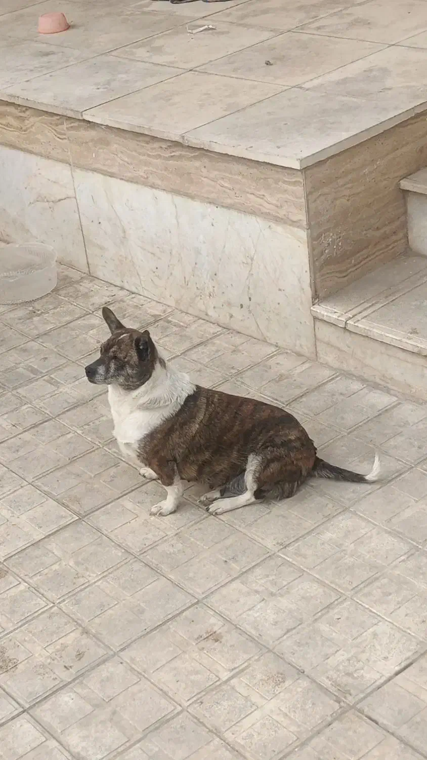 سگ پاکوتاه ماده|سگ|شیروان (خراسان), |دیوار