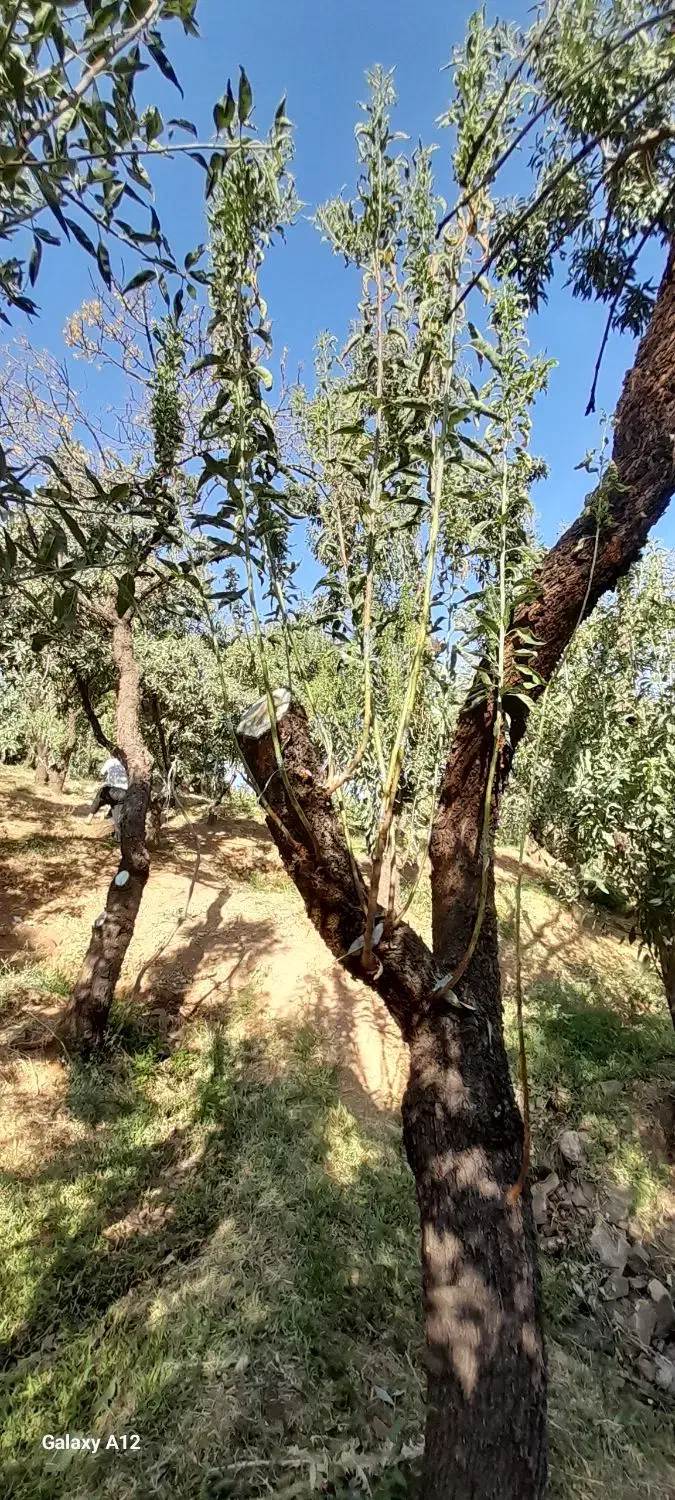 پیوند و هرس|خدمات باغبانی و درختکاری|شهرکرد, |دیوار