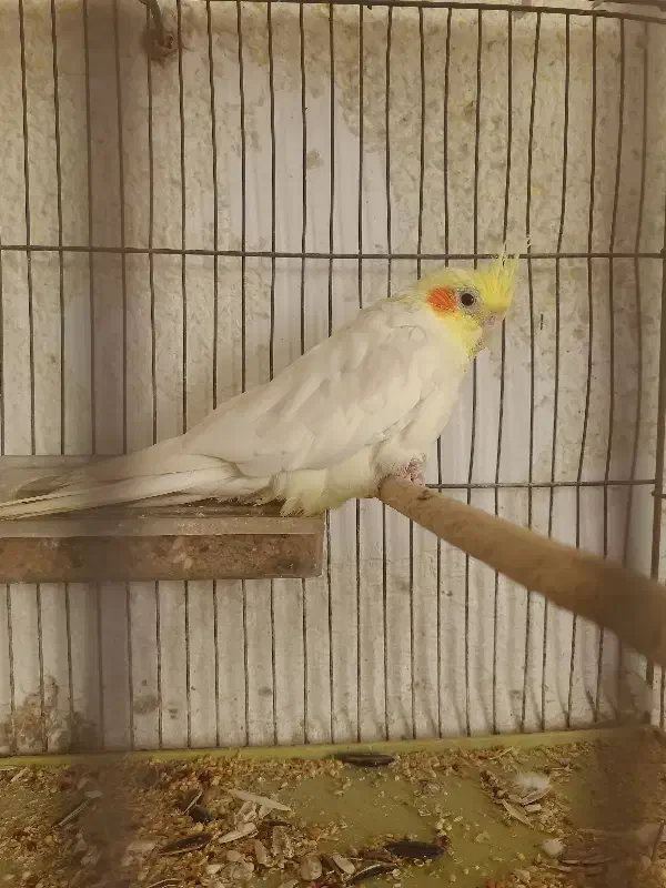 ۳ عدد عروس هلندی مولد|پرنده|بندر امام خمینی, |دیوار