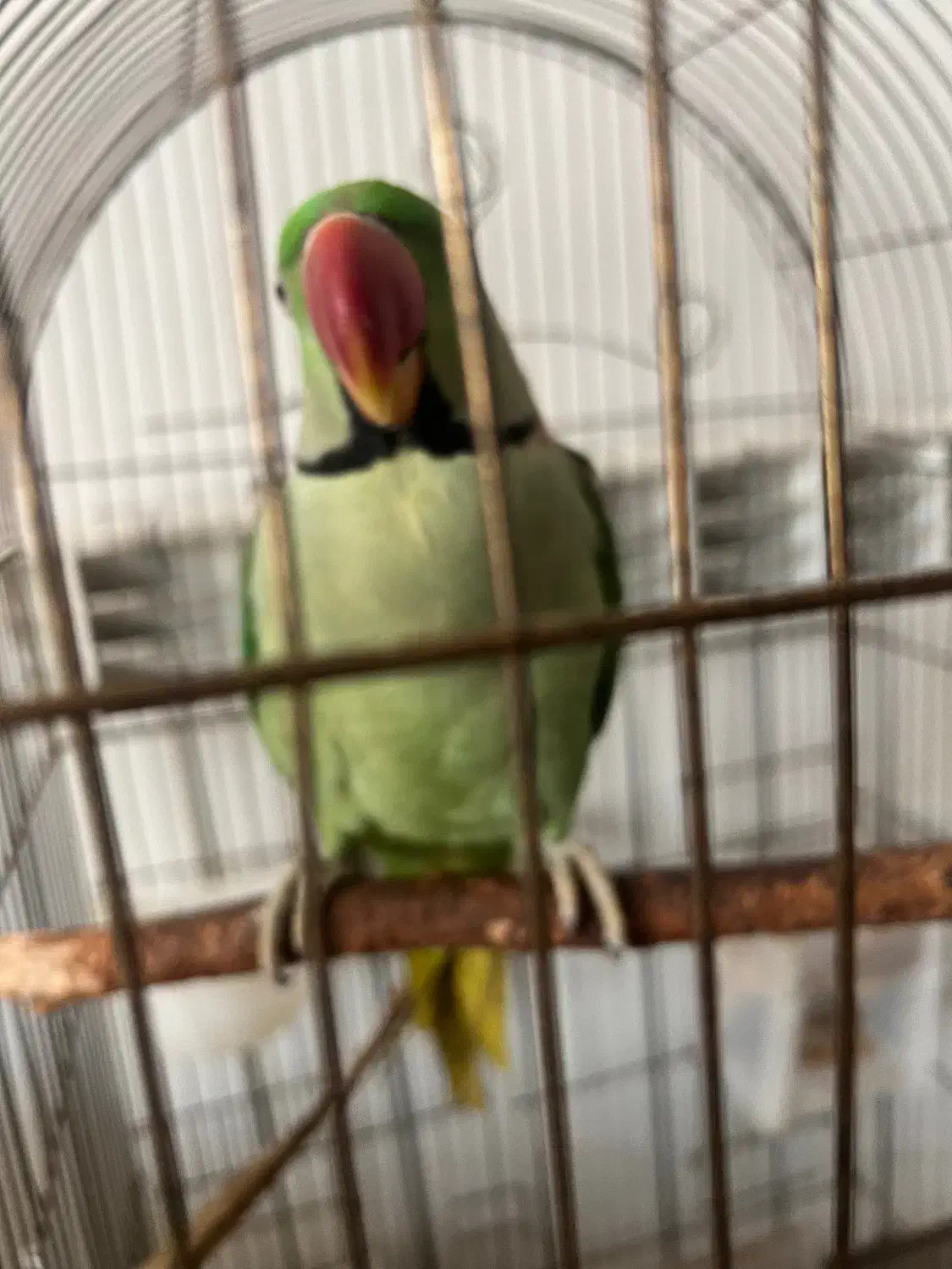 شاه طوطی|پرنده|چالوس, |دیوار