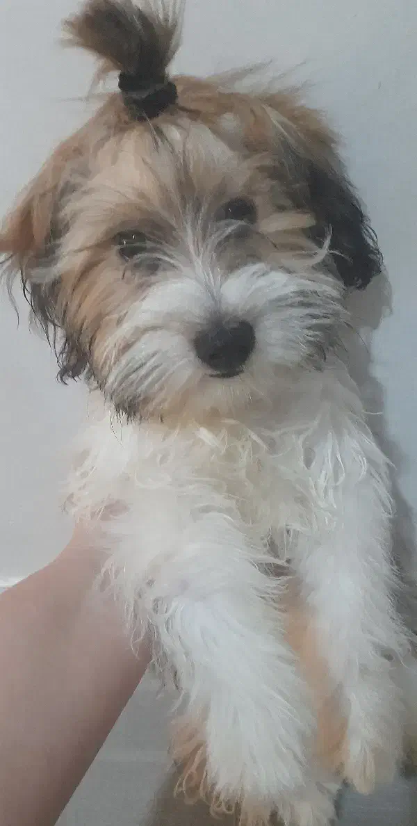 سگ شیتزو|سگ|گرگان, |دیوار