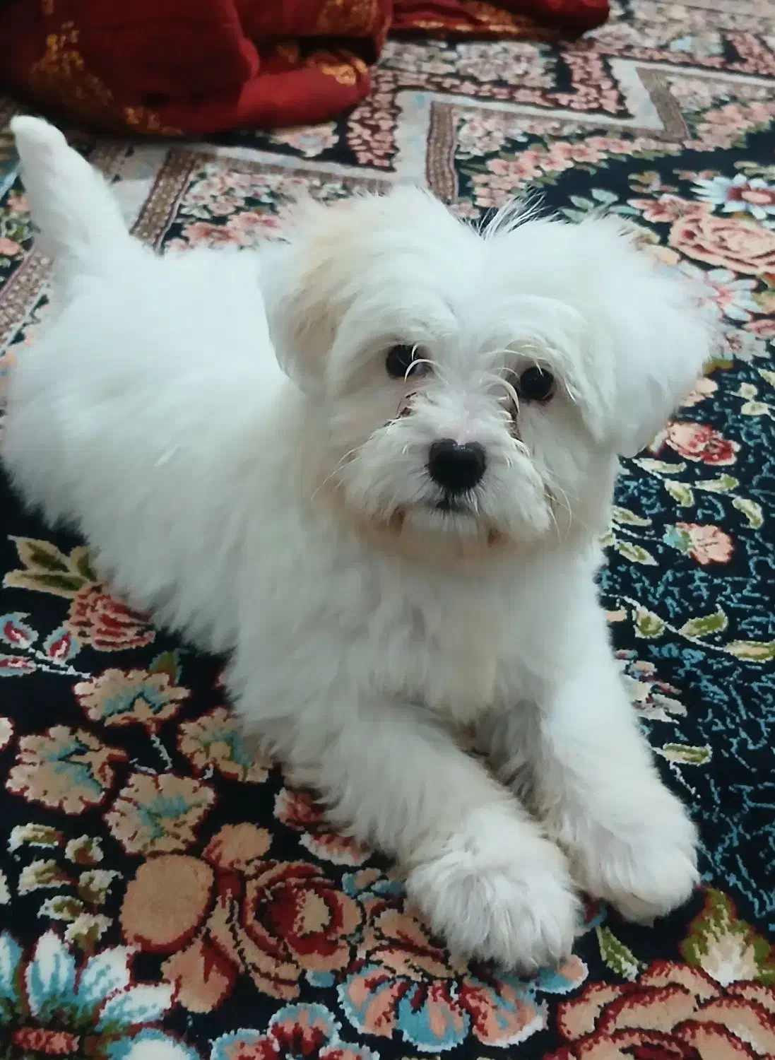 سگ خانگی|سگ|گلپایگان, |دیوار