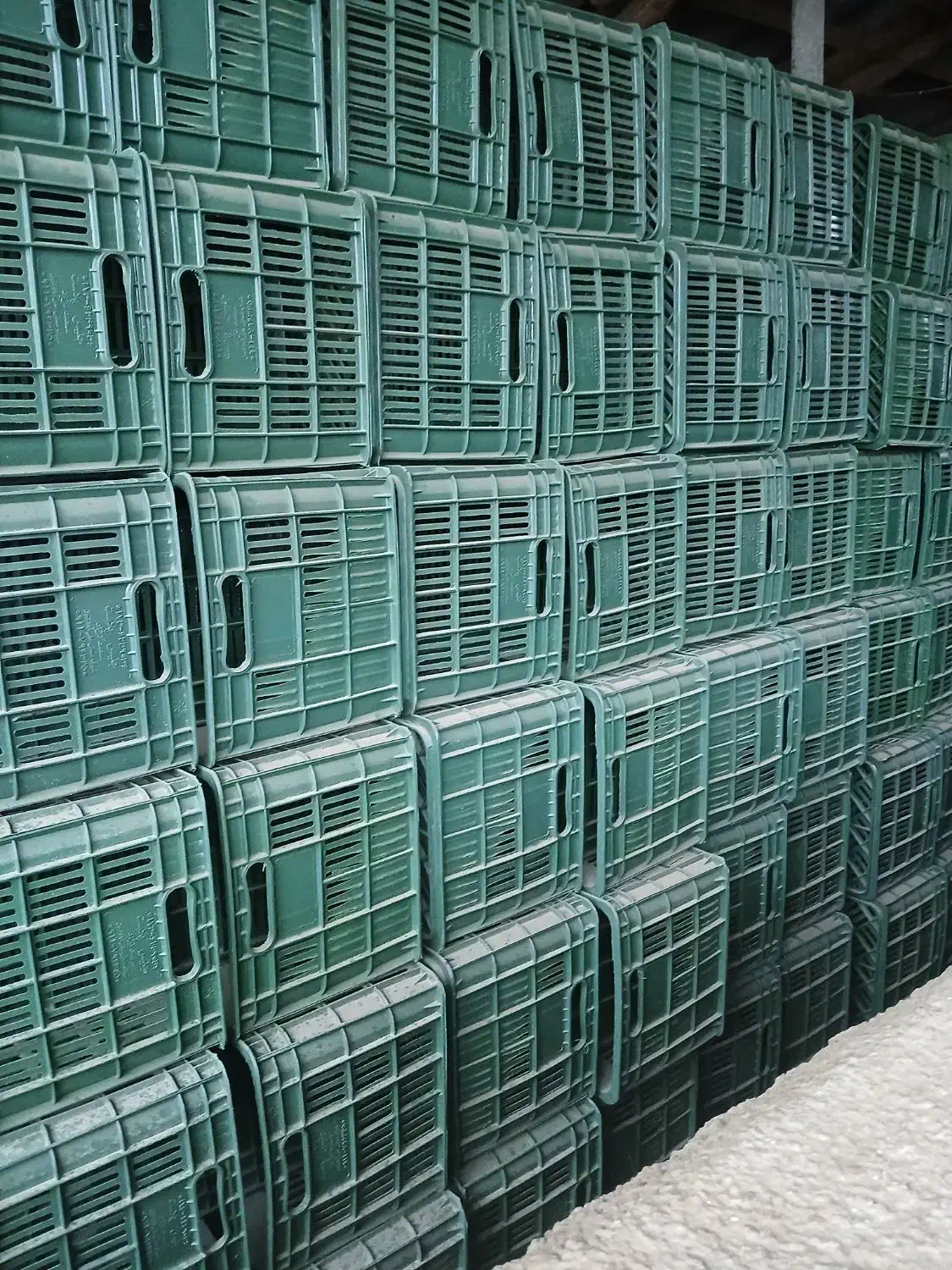 سبد ۲۰کیلویی|ظروف نگهدارنده، پلاستیکی، یک‌بارمصرف|گنبد کاووس, |دیوار