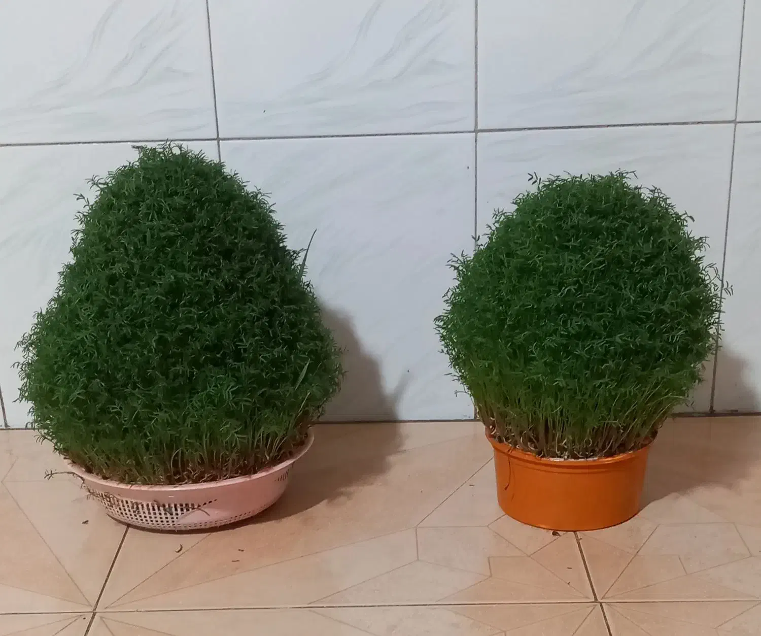 سبزه برای مراسمات|گل و گیاه طبیعی|کوهدشت, |دیوار