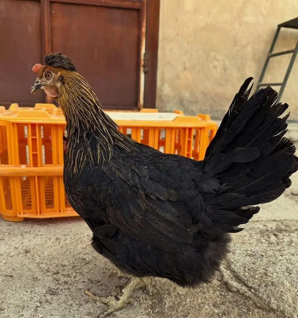 مرغ و خروس محلی|حیوانات مزرعه|مرودشت, بیست متری بیمارستان|دیوار